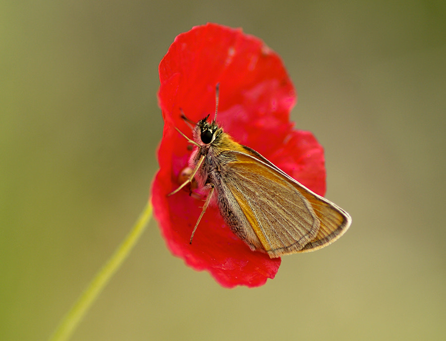 smc PENTAX-FA Macro 100mm F2.8 sample photo. Red photography