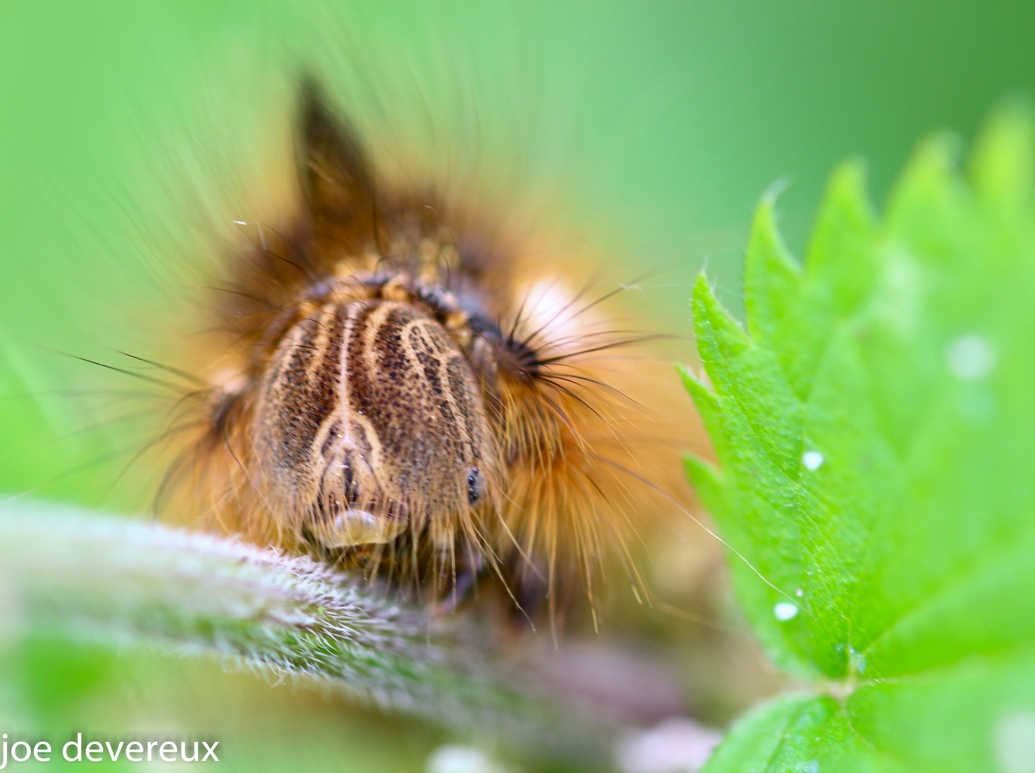 Sigma 105mm F2.8 EX DG OS HSM sample photo. Drinker photography