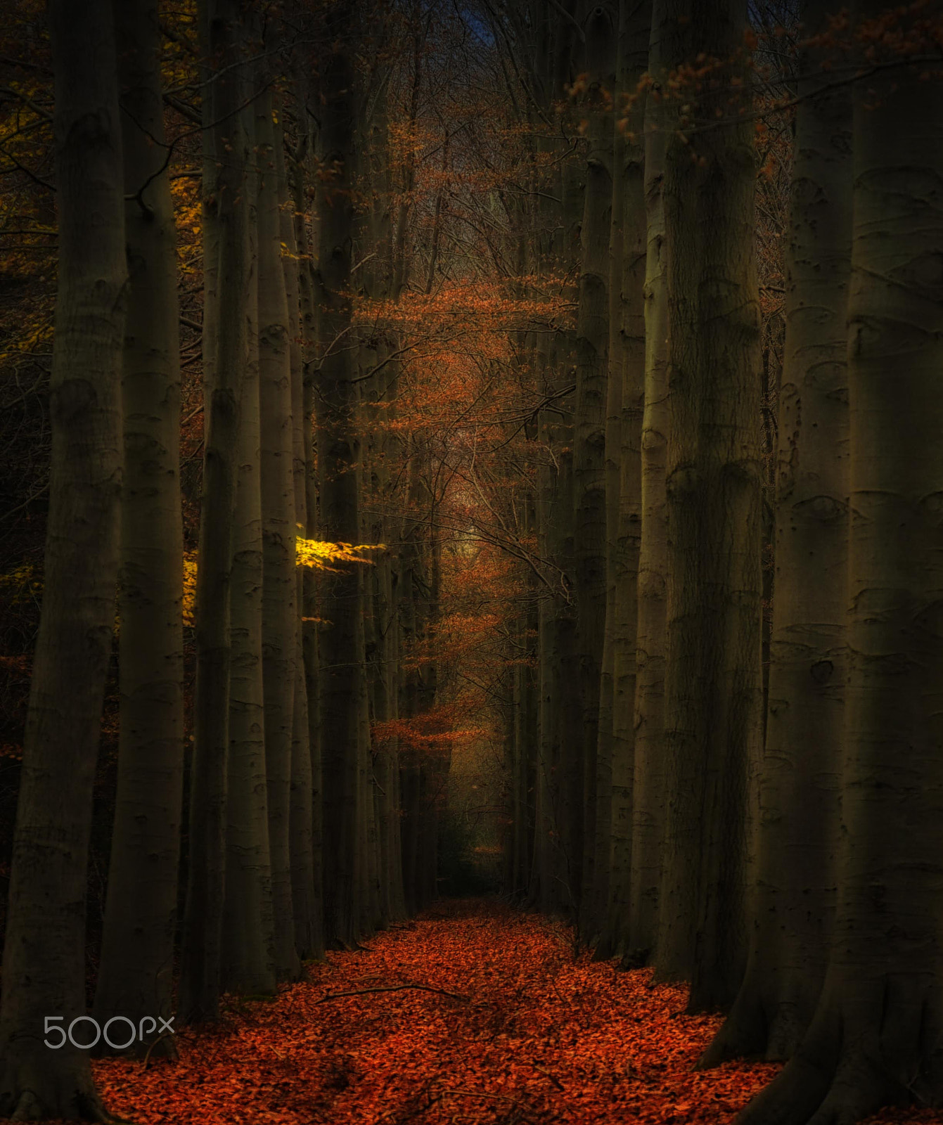Saumsun NX 16-50mm F2-2.8 S ED OIS sample photo. Mysterious forest photography