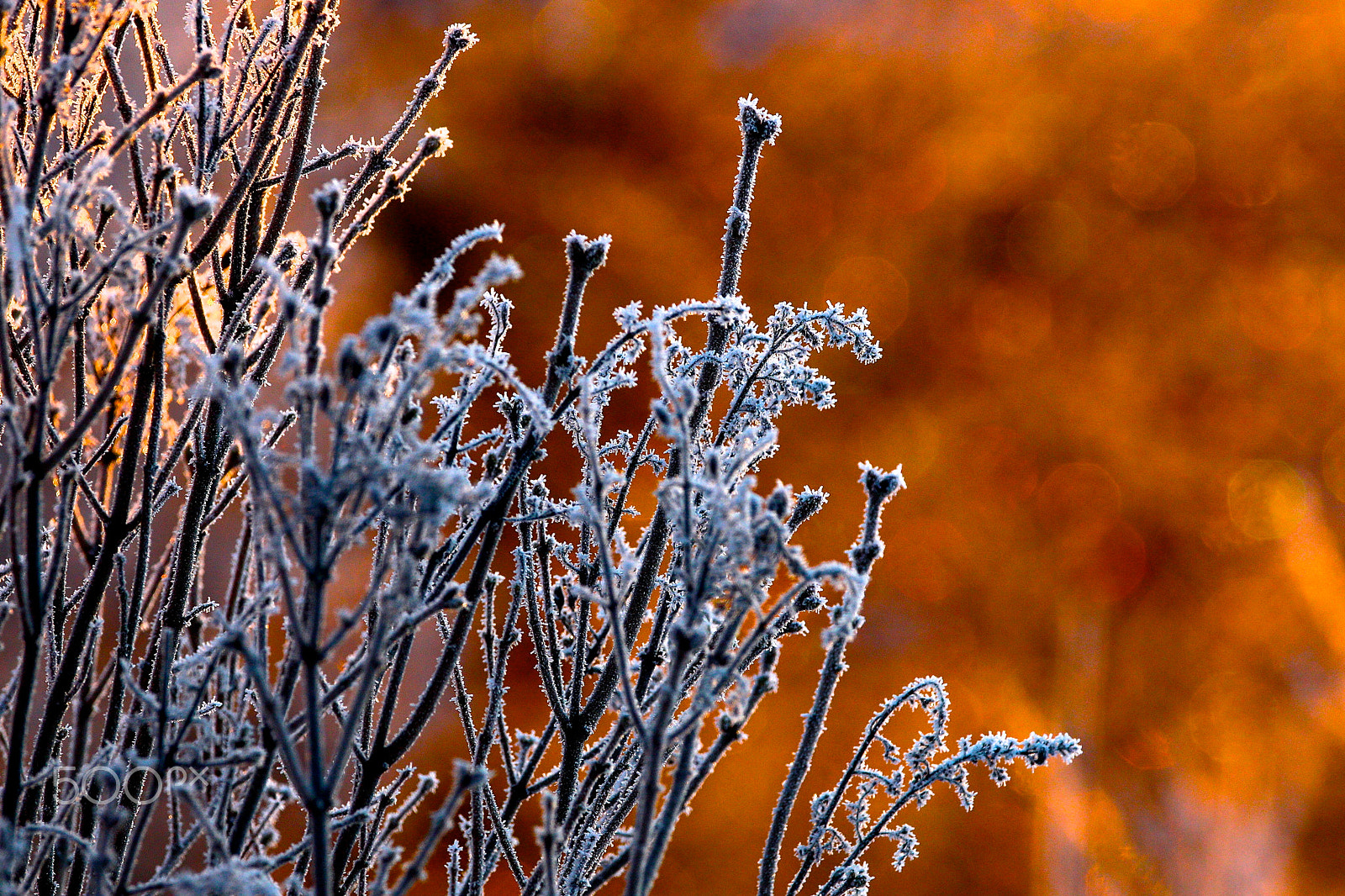 Canon EF 300mm F2.8L IS USM sample photo. Frozen photography