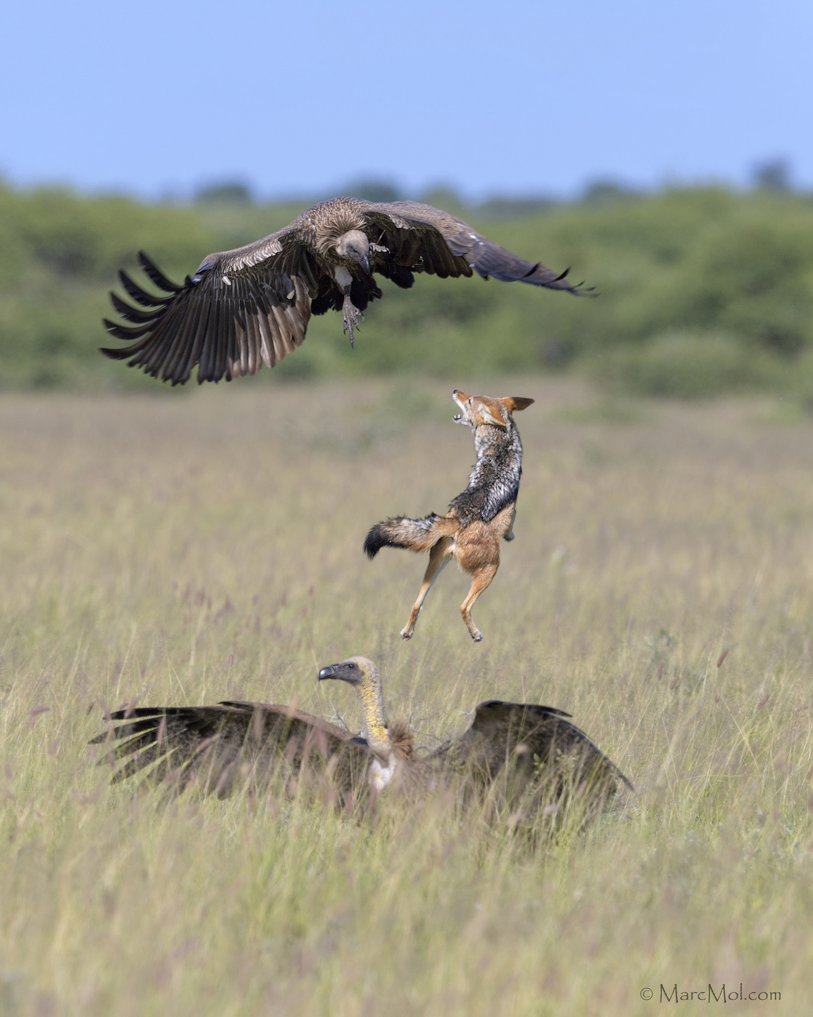 Nikon D5 + Nikon AF-S Nikkor 400mm F2.8E FL ED VR sample photo. Jack(al) in the box! photography