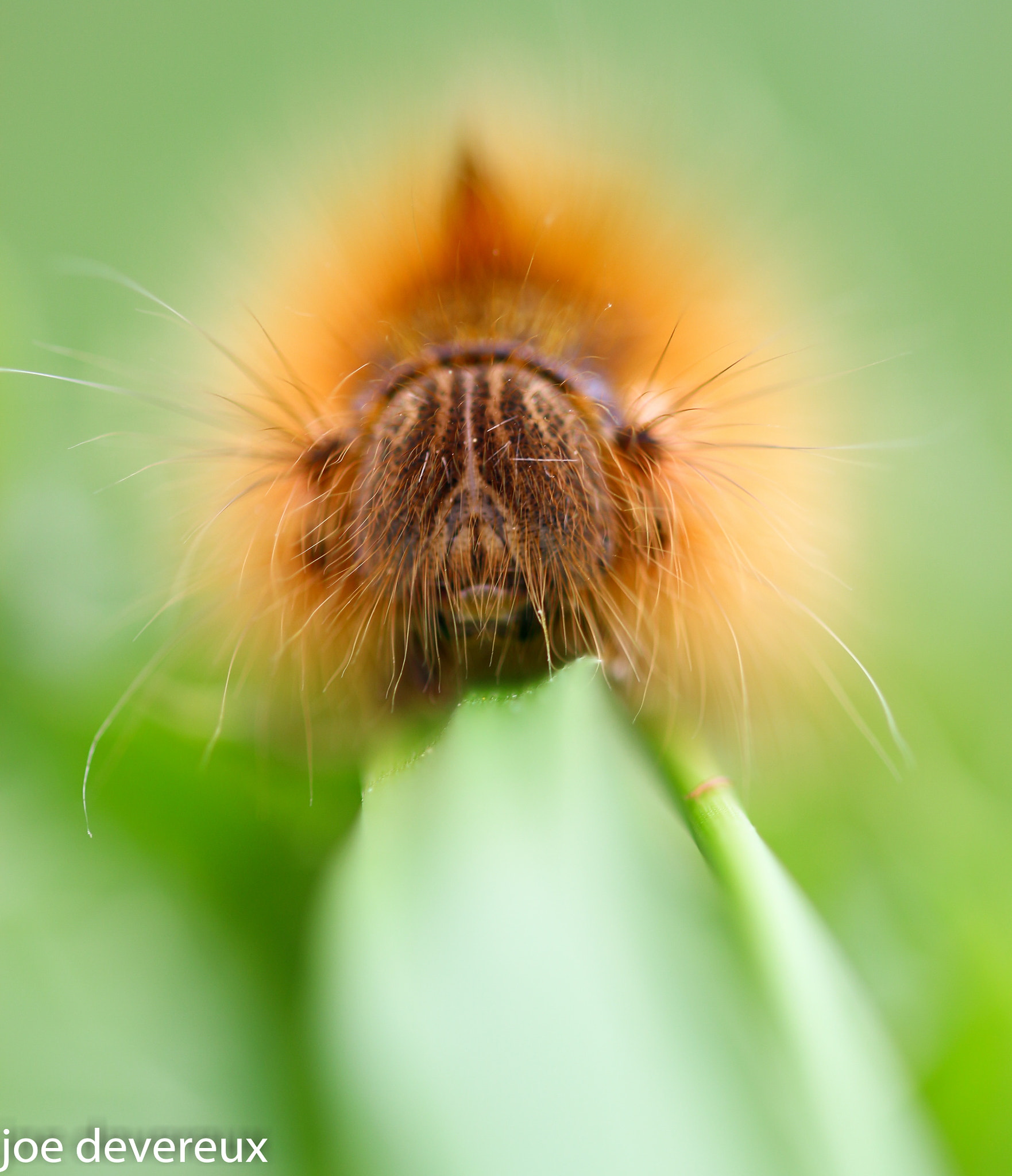 Sigma 105mm F2.8 EX DG OS HSM sample photo. Drinker moth larva photography