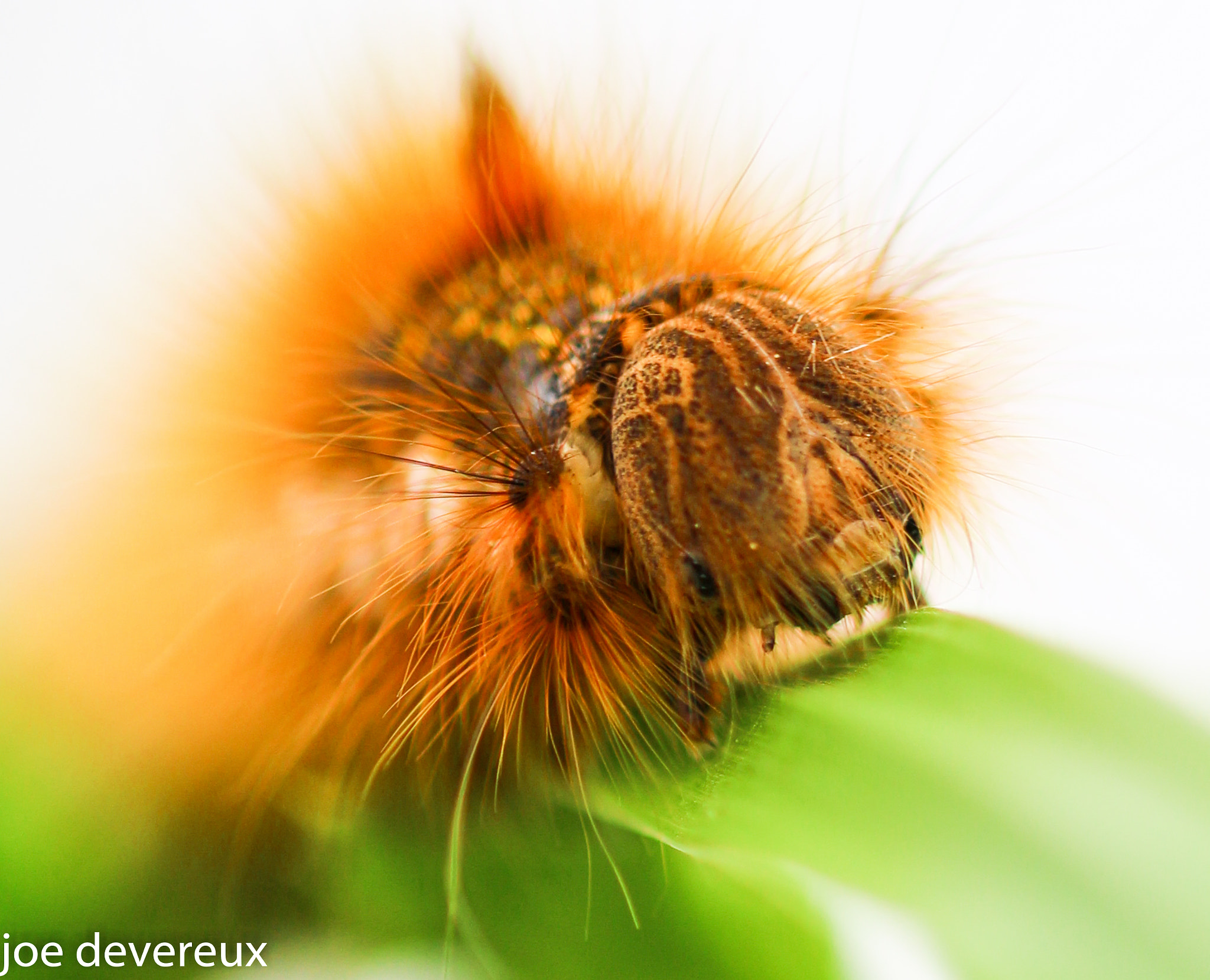 Sigma 105mm F2.8 EX DG OS HSM sample photo. Untitled photography