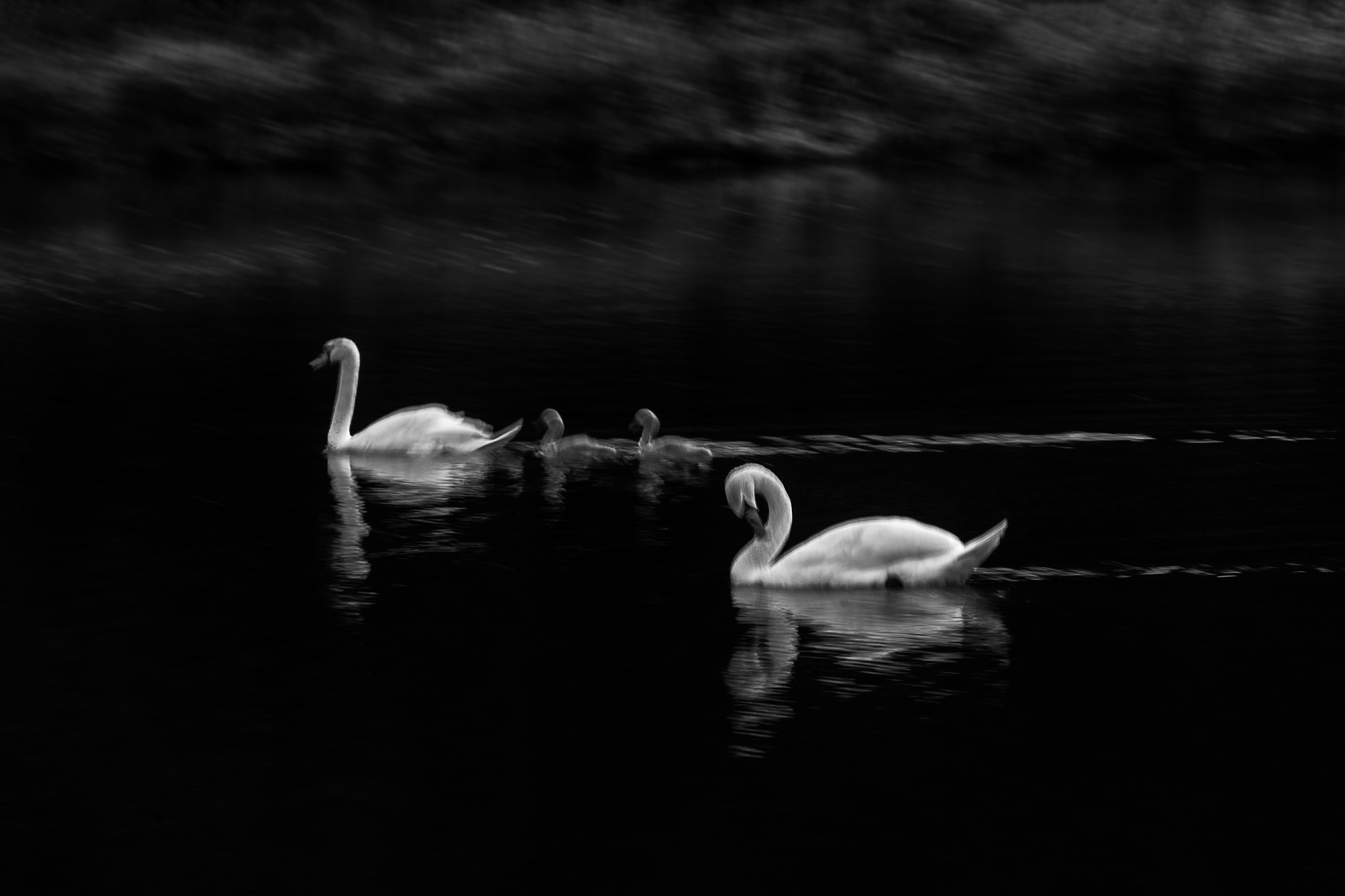 Canon EOS-1D X + Canon EF 70-200mm F2.8L IS II USM sample photo. Swans photography