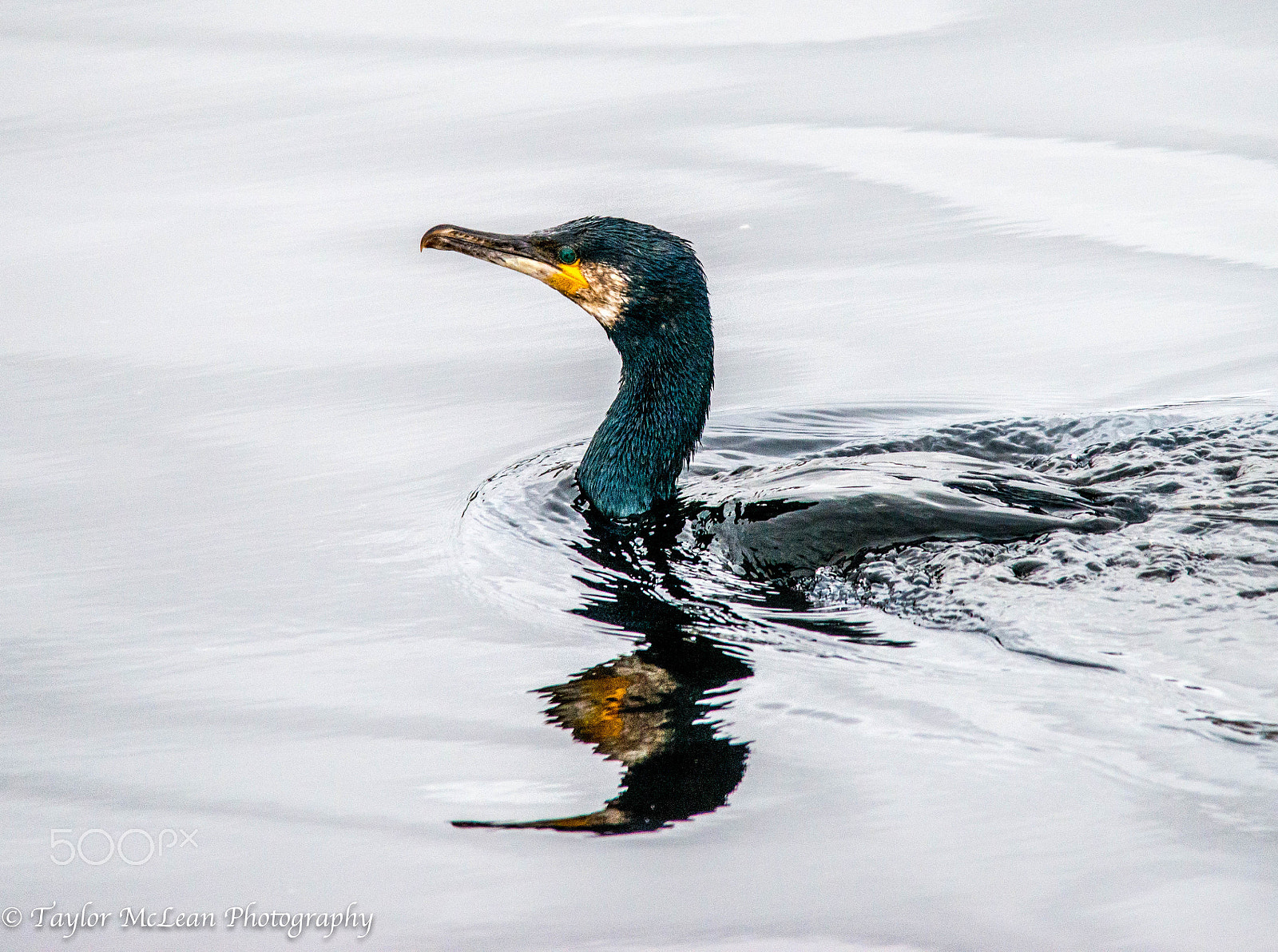 Sigma 150-500mm F5-6.3 DG OS HSM sample photo. Cormorant photography