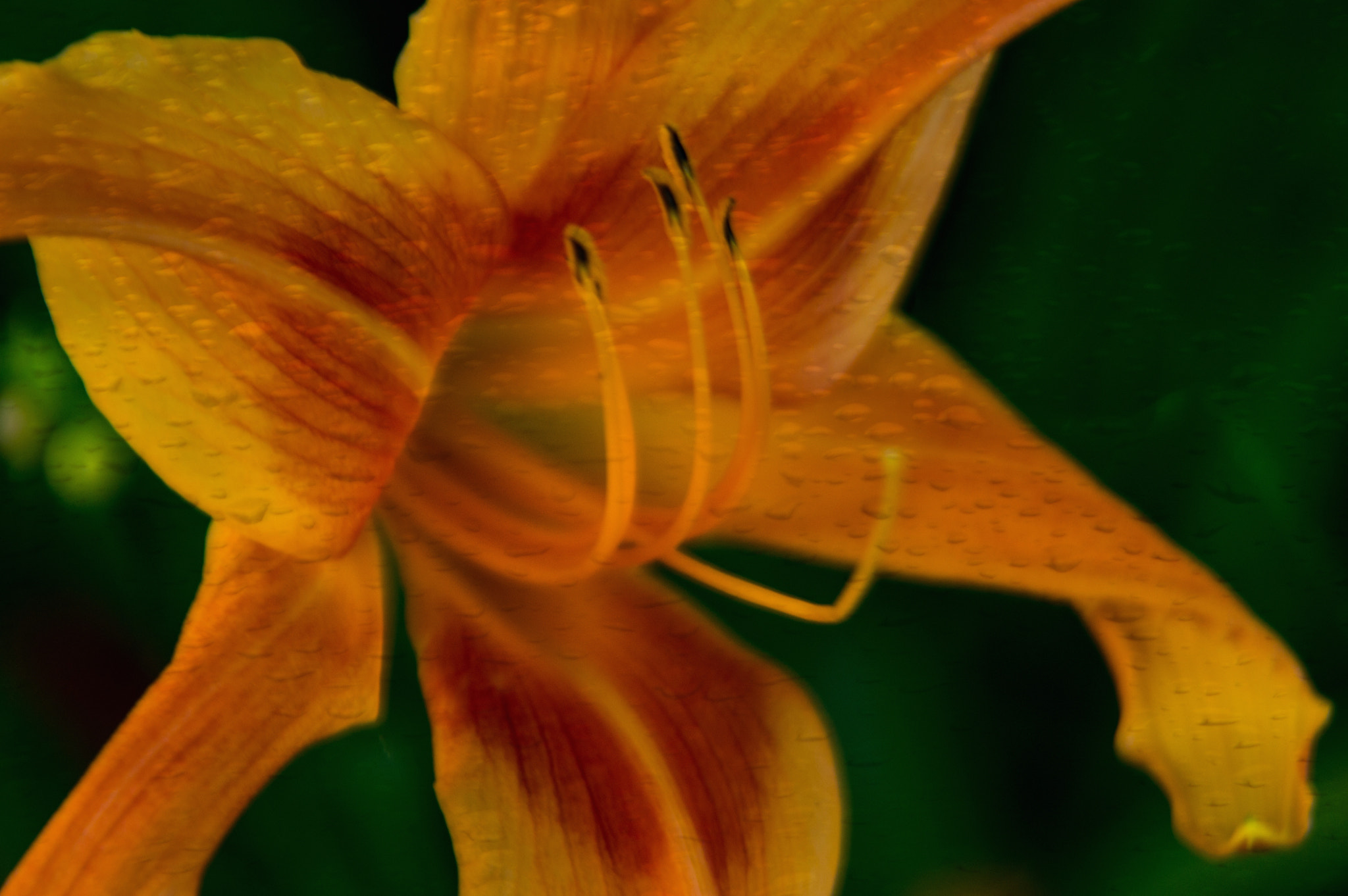 Nikon D3200 sample photo. Wet lily photography