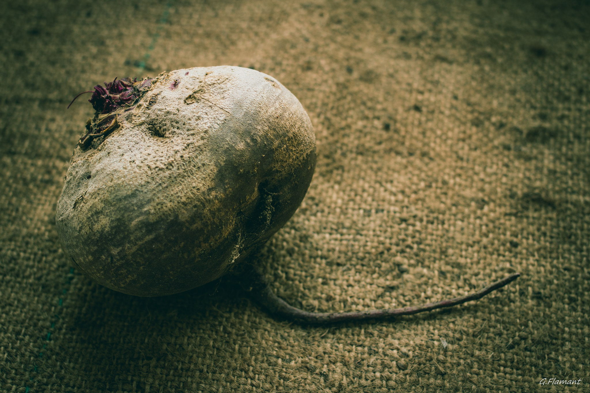 Canon EOS 70D + Canon EF 35mm F2 sample photo. Cette patate est une betterave ! photography