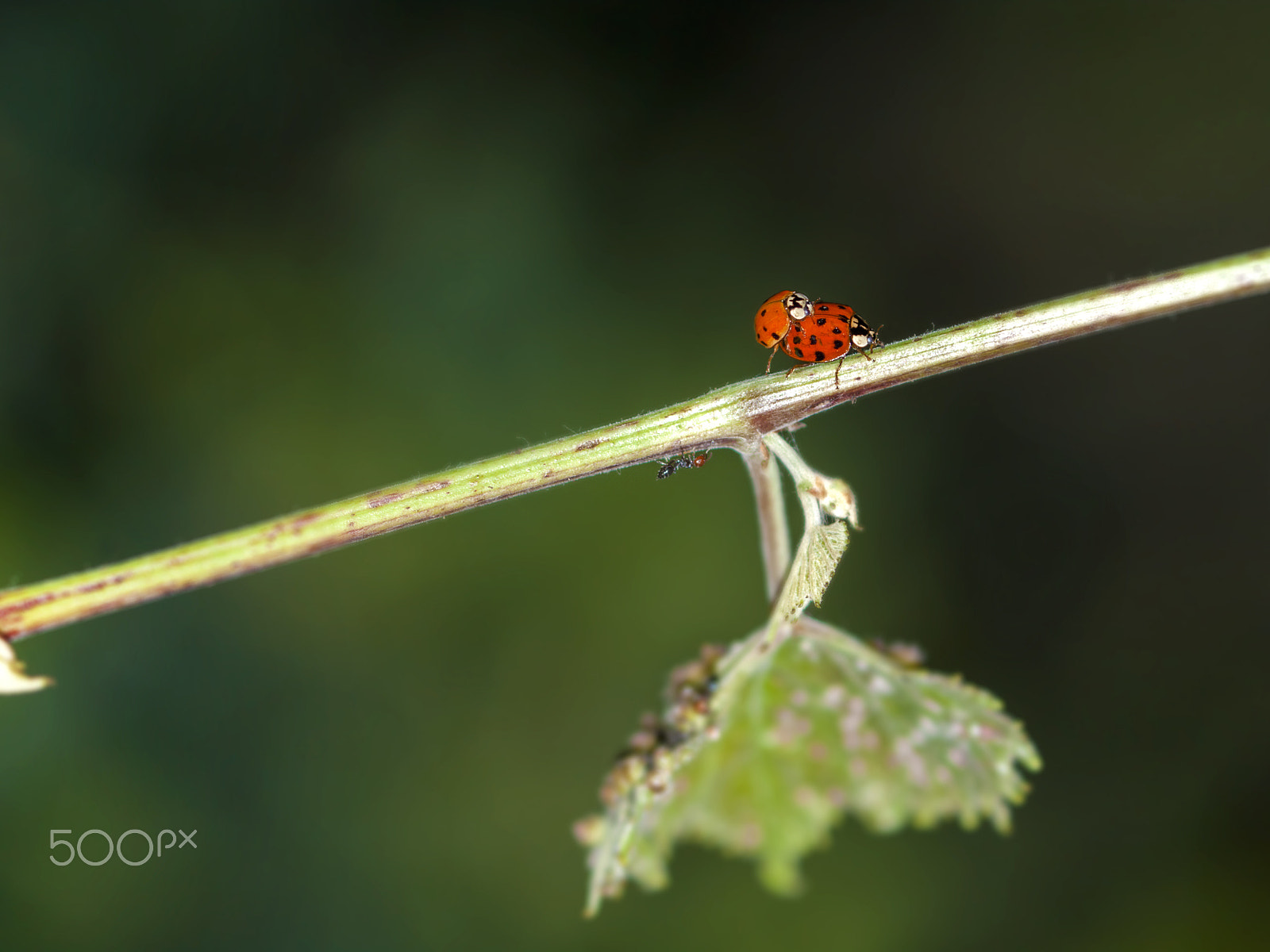 Canon EOS 500D (EOS Rebel T1i / EOS Kiss X3) + Canon EF 100-400mm F4.5-5.6L IS II USM sample photo. Ladybugs photography