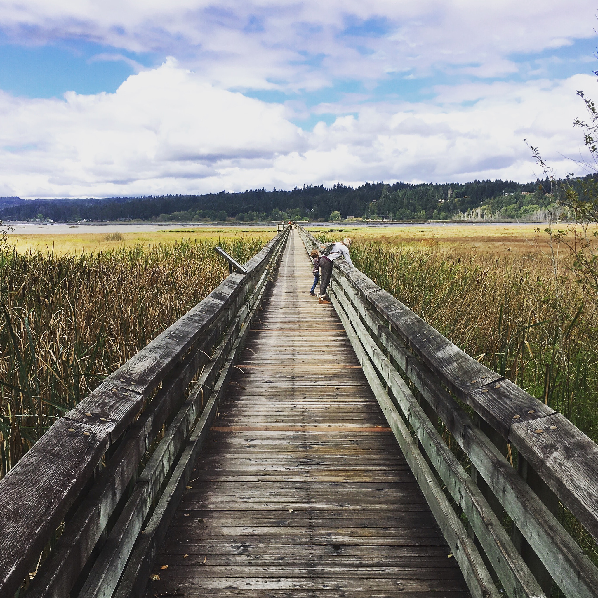 Hipstamatic 320 sample photo. At the wetlands in belfair wa photography