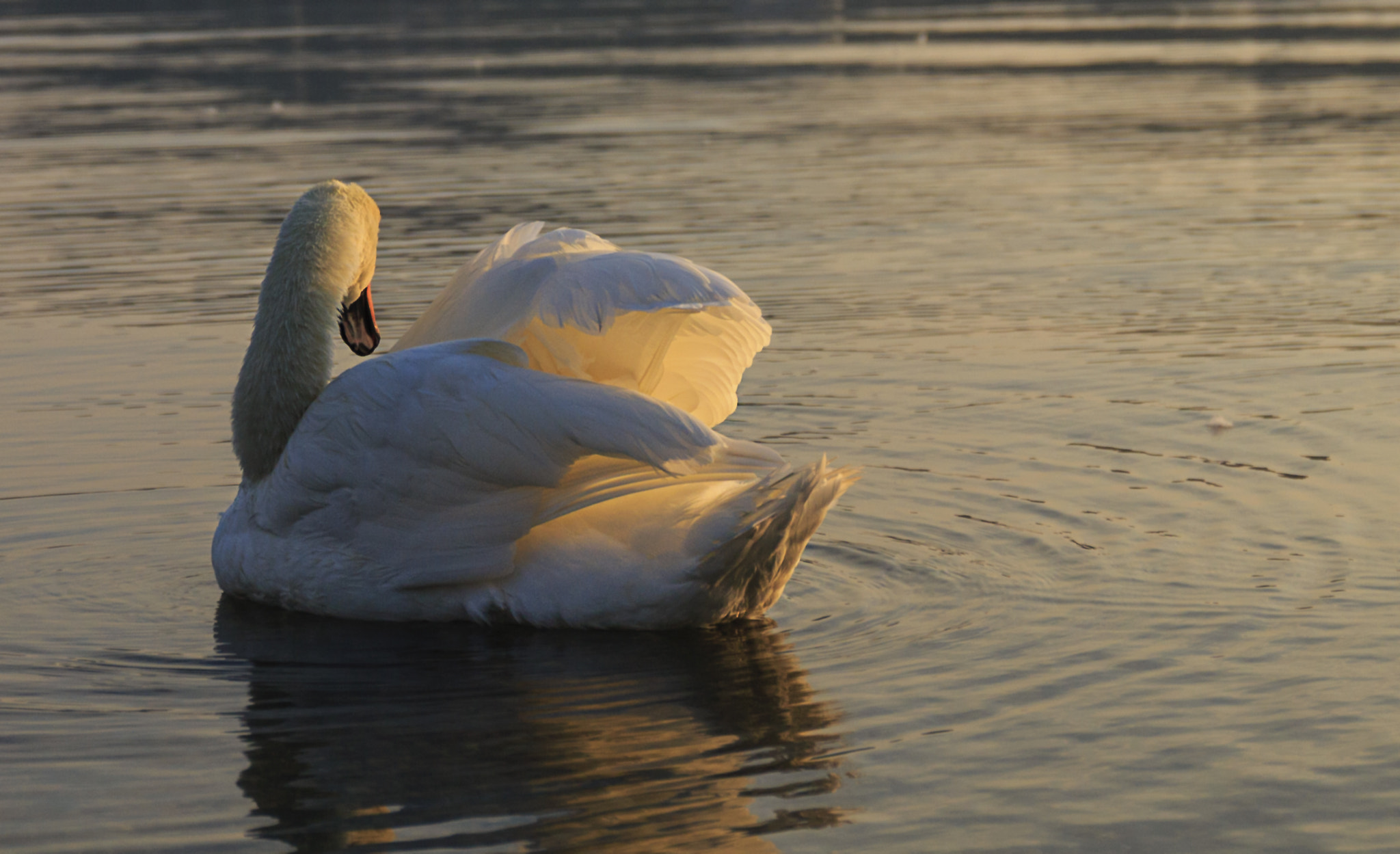 Canon EF 24-70mm F4L IS USM sample photo. Golden feather photography