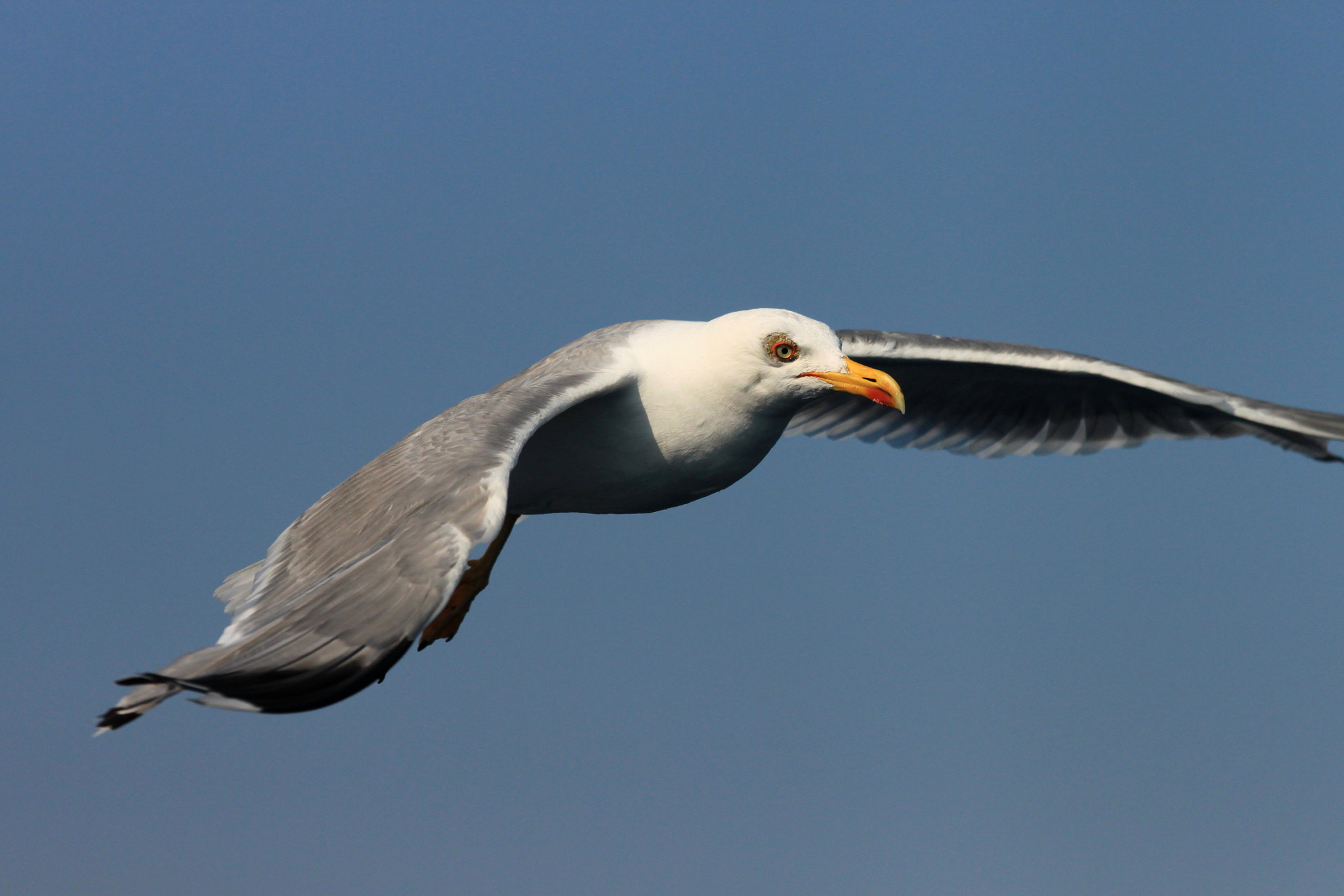 Canon EF 70-300mm F4-5.6 IS USM sample photo. Flying photography