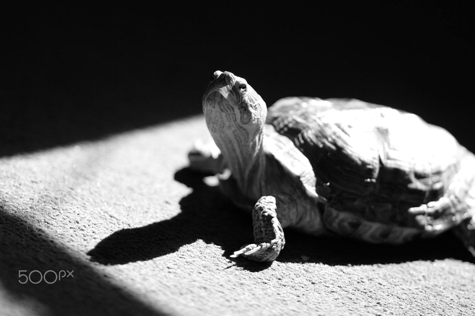 Canon EF 85mm F1.8 USM sample photo. Tortuga photography