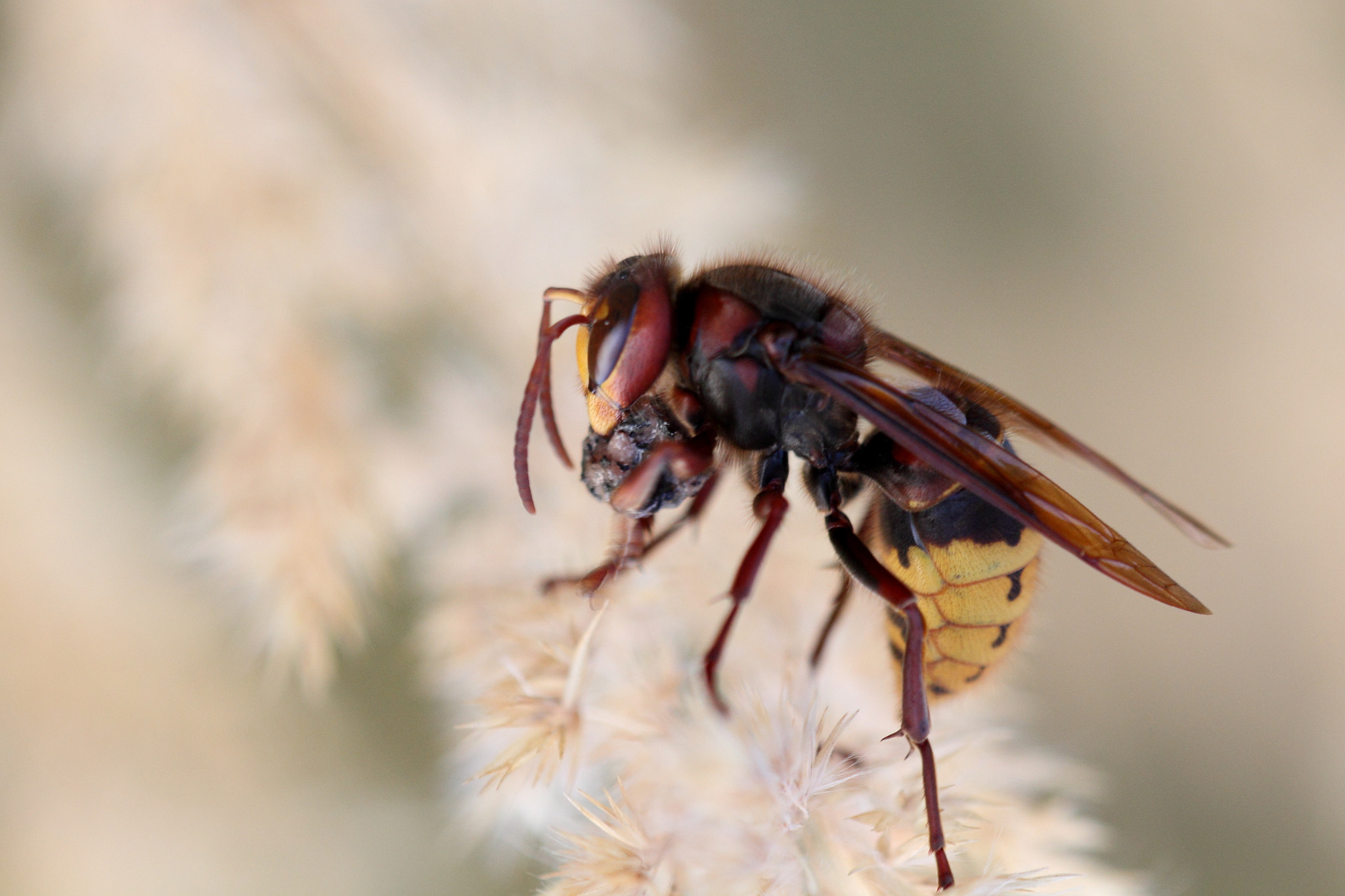 Sigma APO Macro 150mm f/2.8 EX DG HSM sample photo. Hornisse photography
