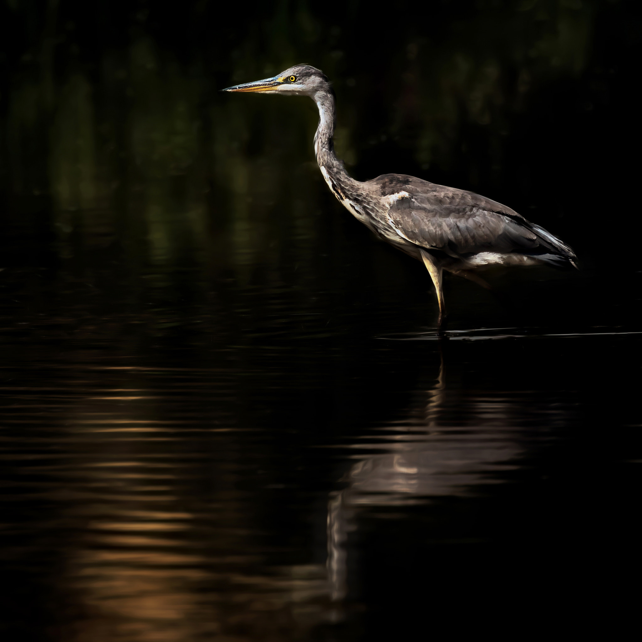 Canon EOS 5DS R sample photo. On high alert.... photography