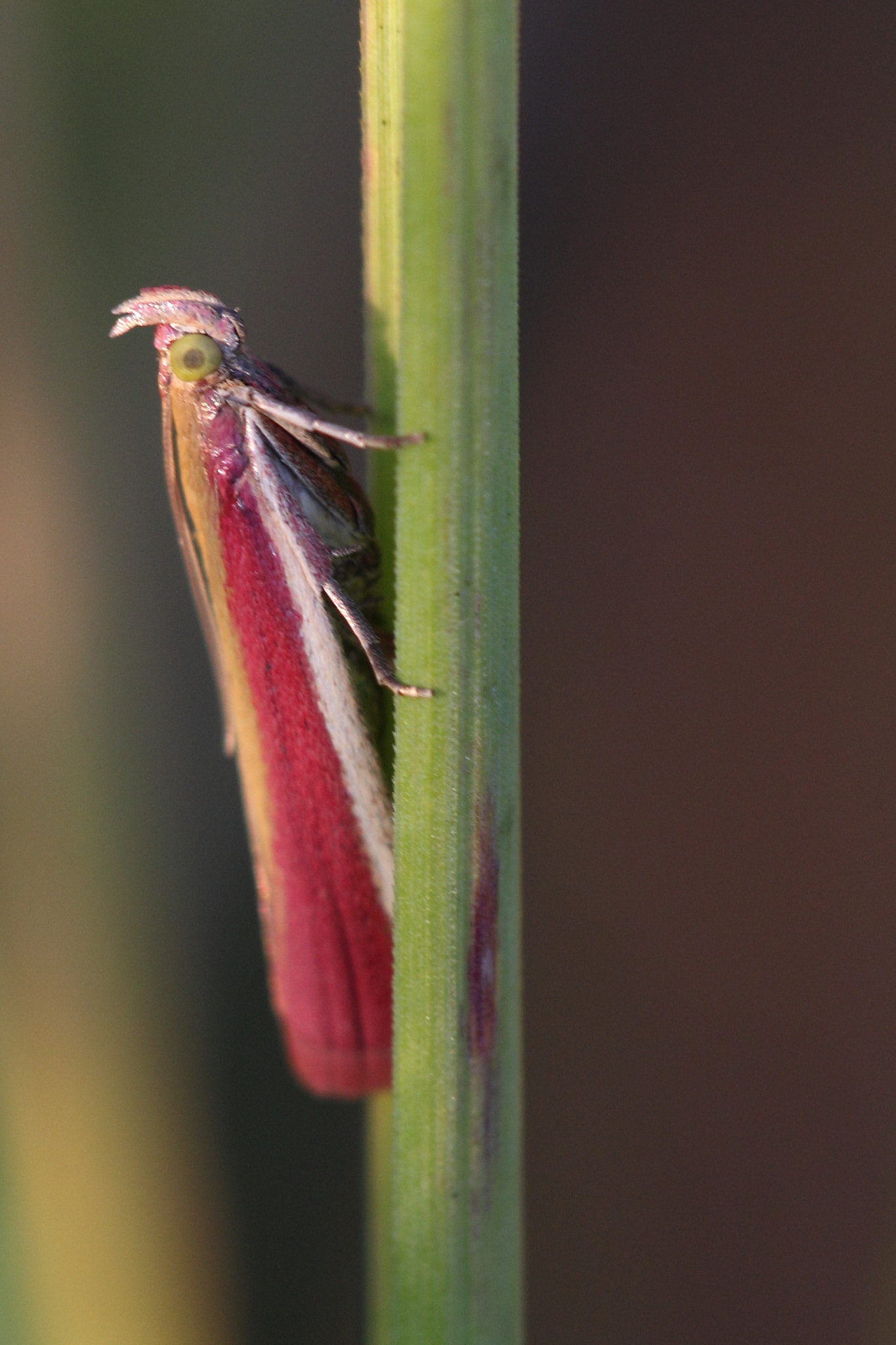 Sigma APO Macro 150mm f/2.8 EX DG HSM sample photo. Oncocera semirubella photography