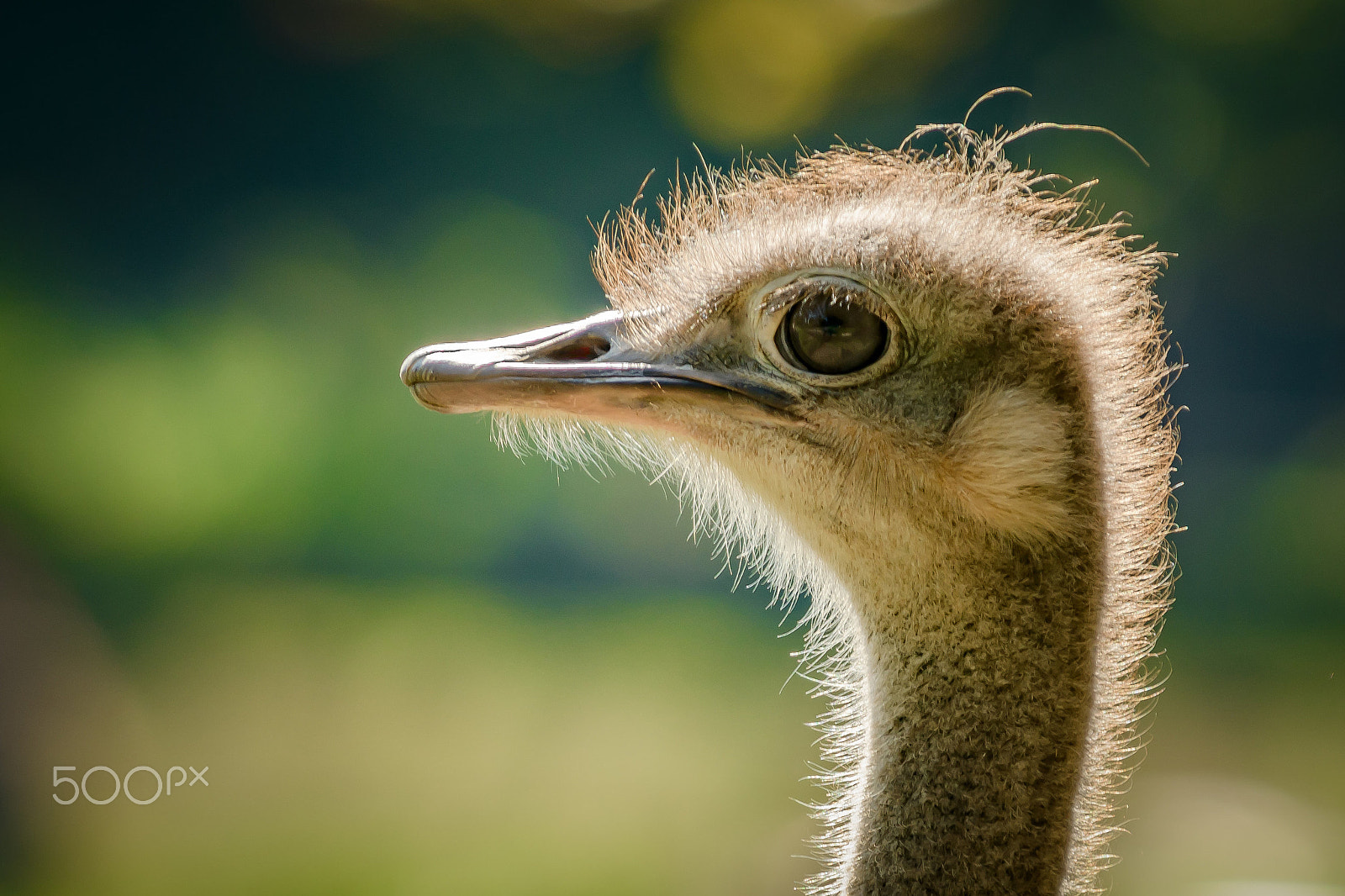 Nikon D500 sample photo. Ostrich photography