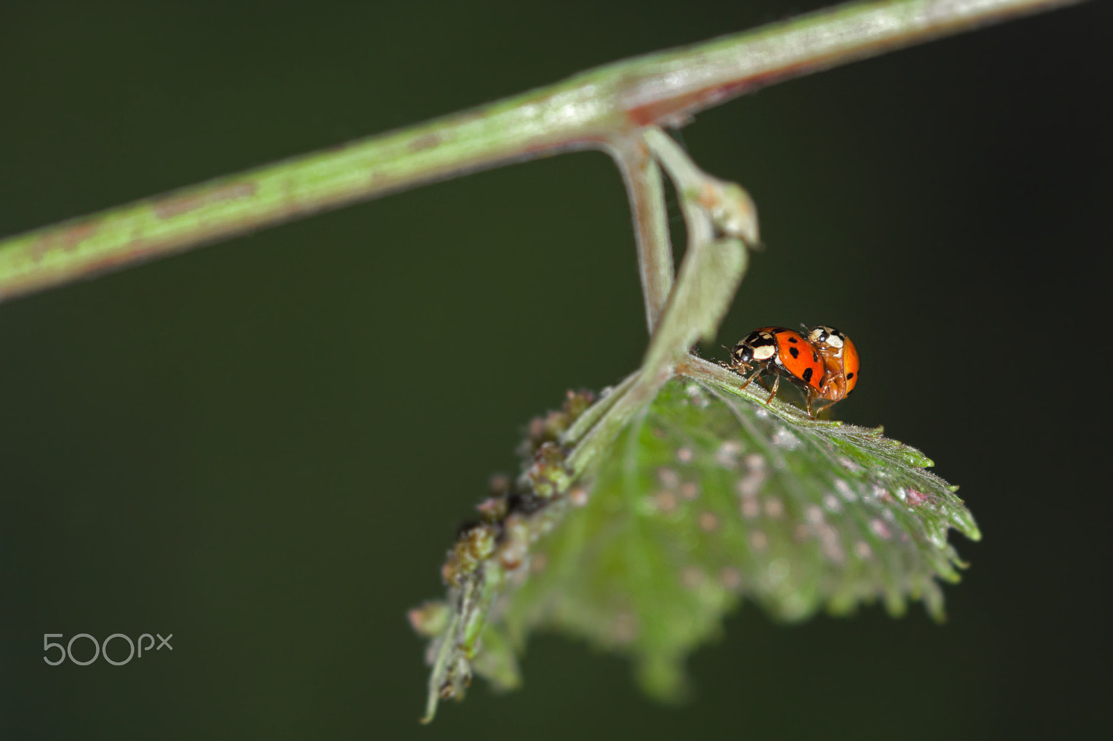 Canon EOS 500D (EOS Rebel T1i / EOS Kiss X3) sample photo. Ladybugs in love photography
