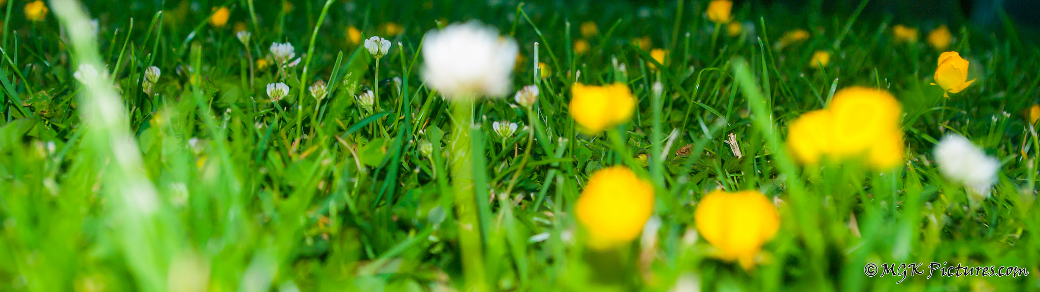 Pentax smc DA 18-55mm F3.5-5.6 AL WR sample photo. Yellow green white pallet photography