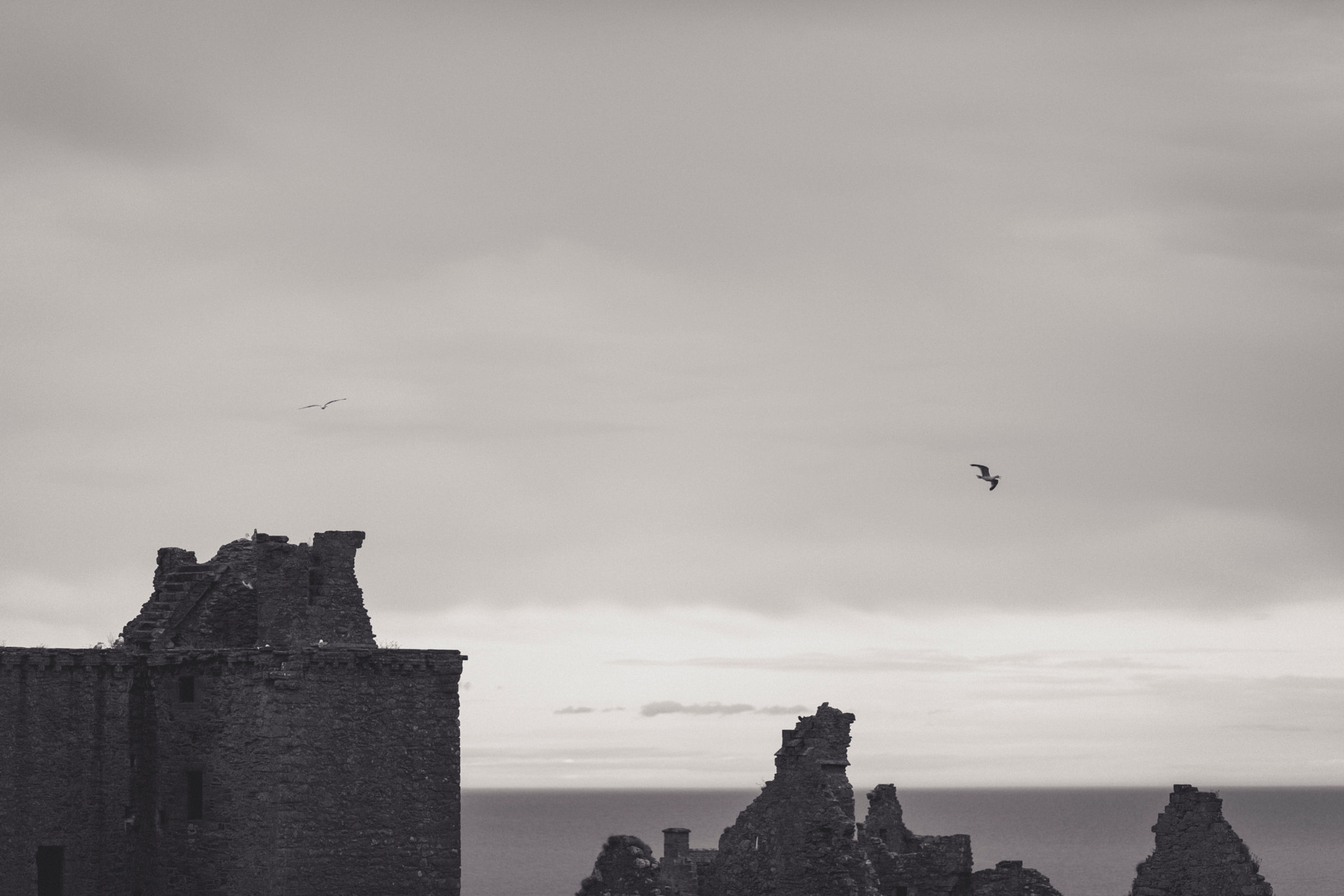 Castle and seagull