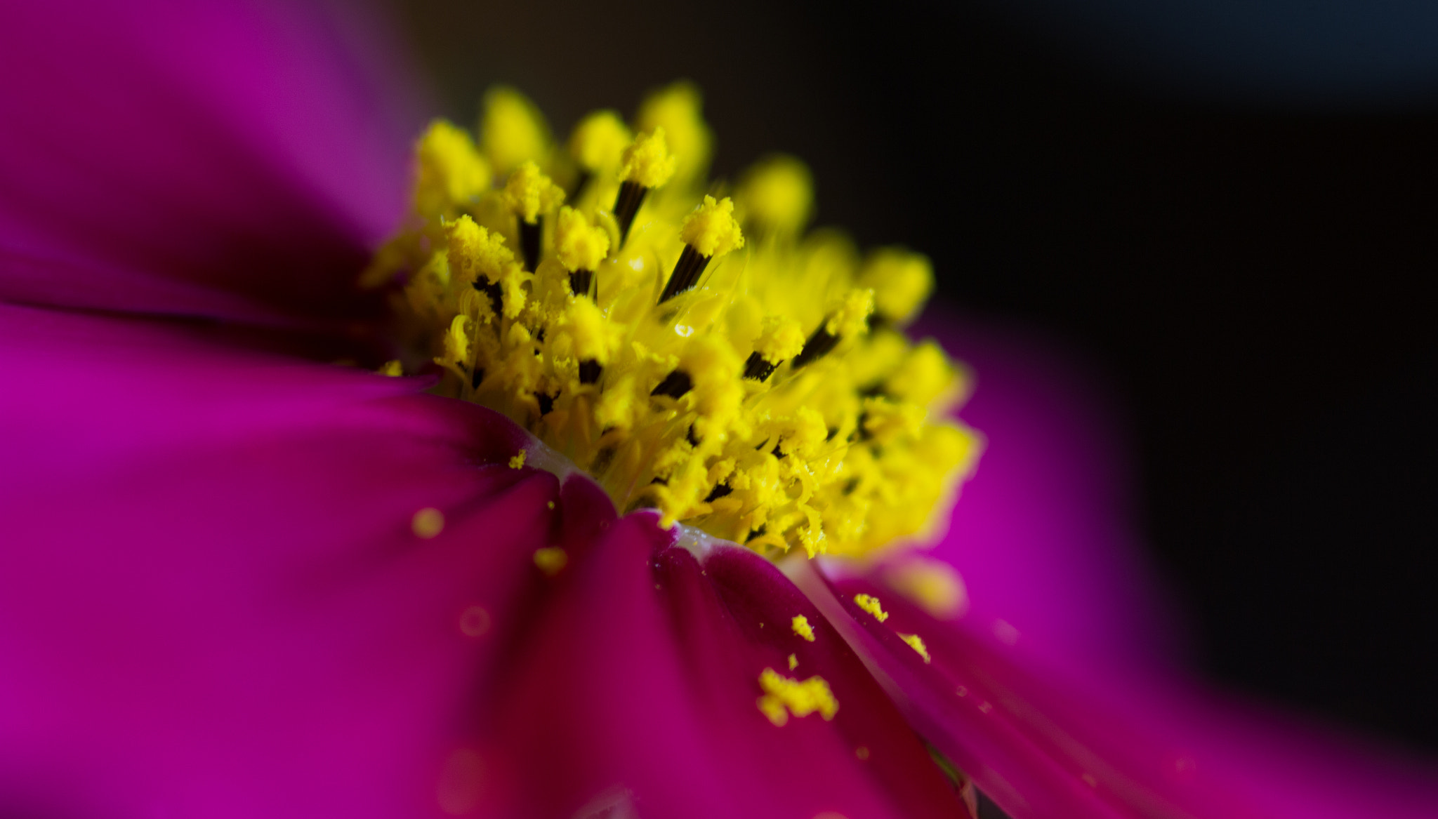 Canon EOS 60D + Sigma 105mm F2.8 EX DG Macro sample photo. Simply - simplement photography