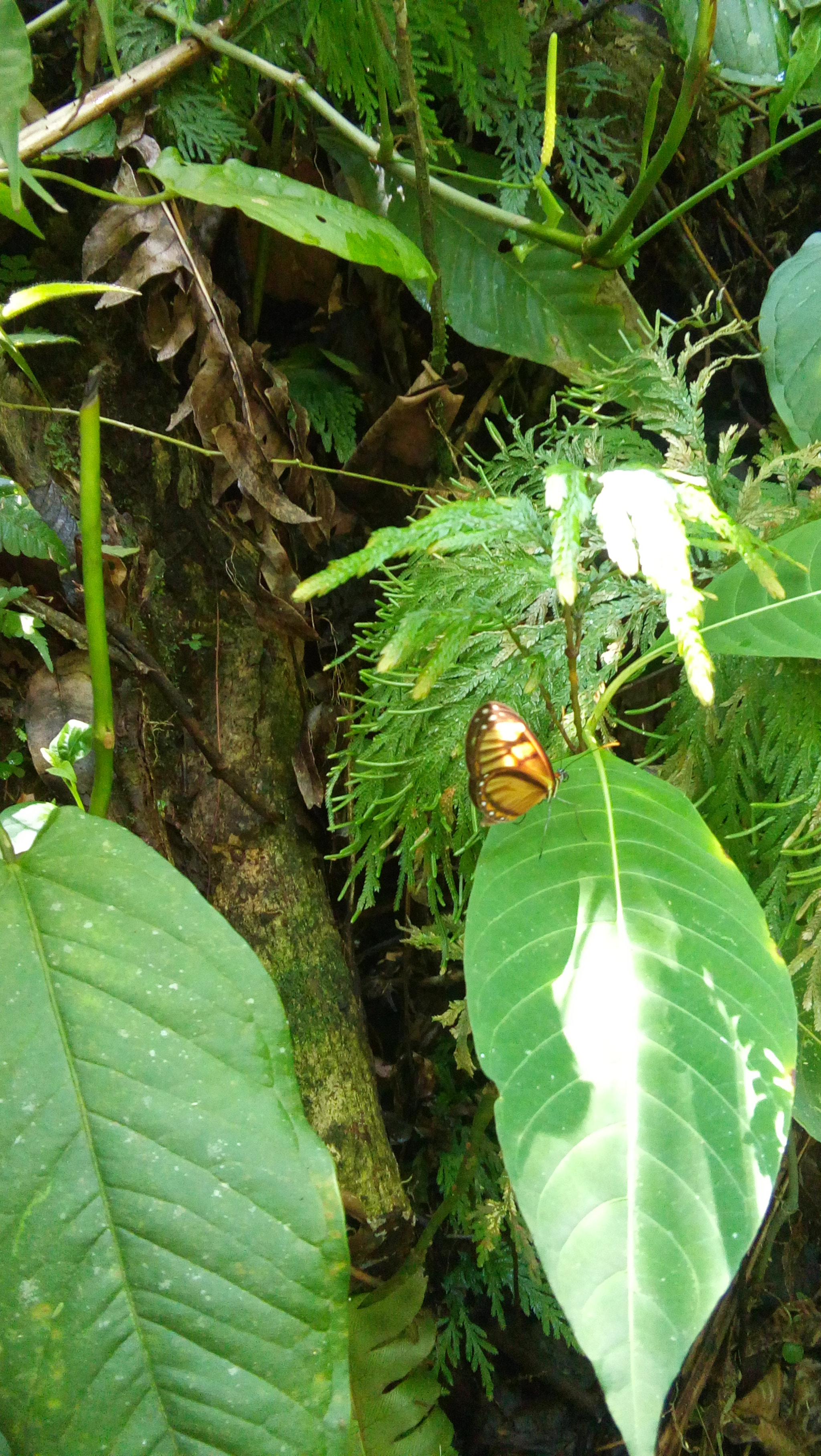 LG LBello sample photo. [] photography