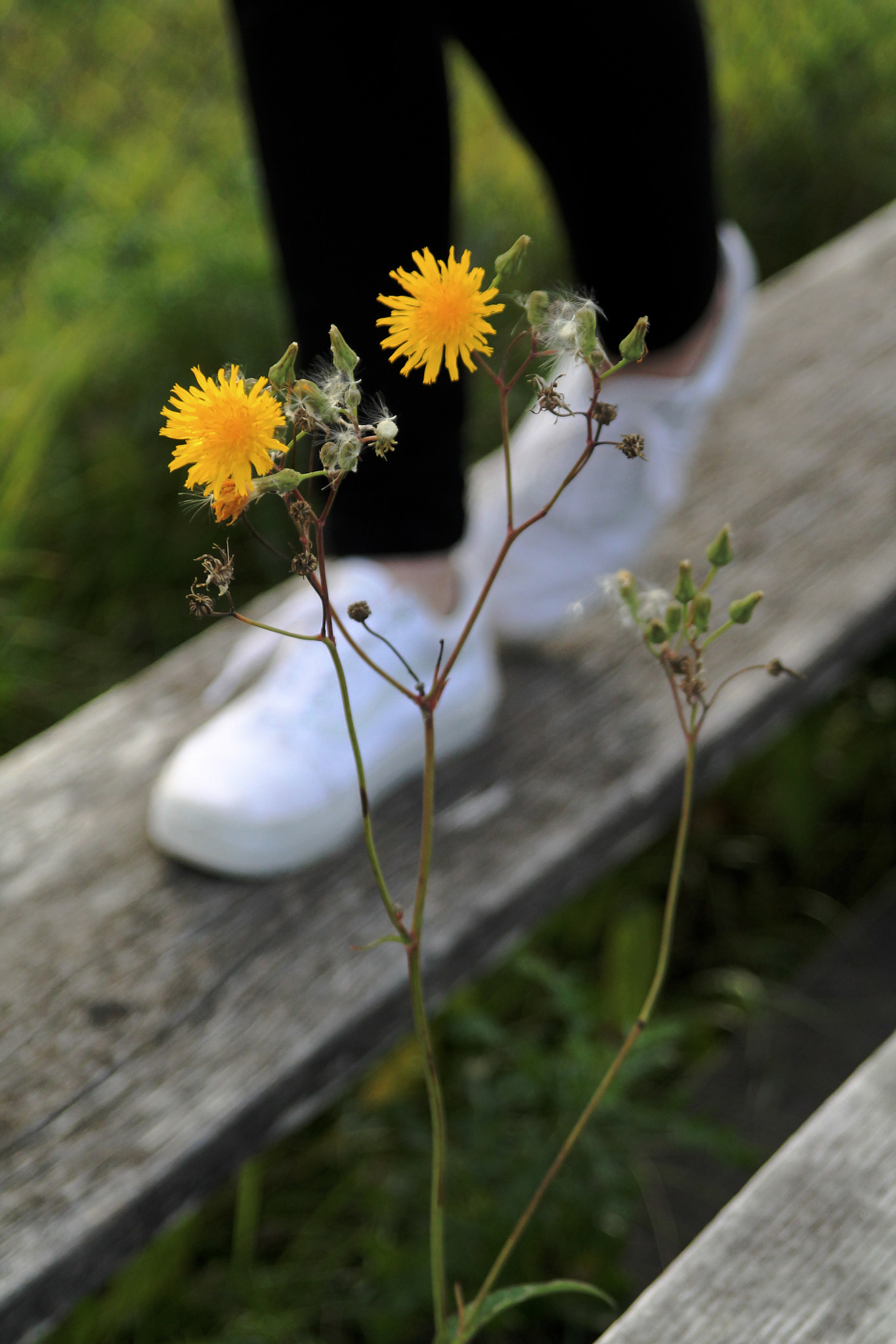 Canon EF 28-105mm f/3.5-4.5 USM sample photo. Img photography