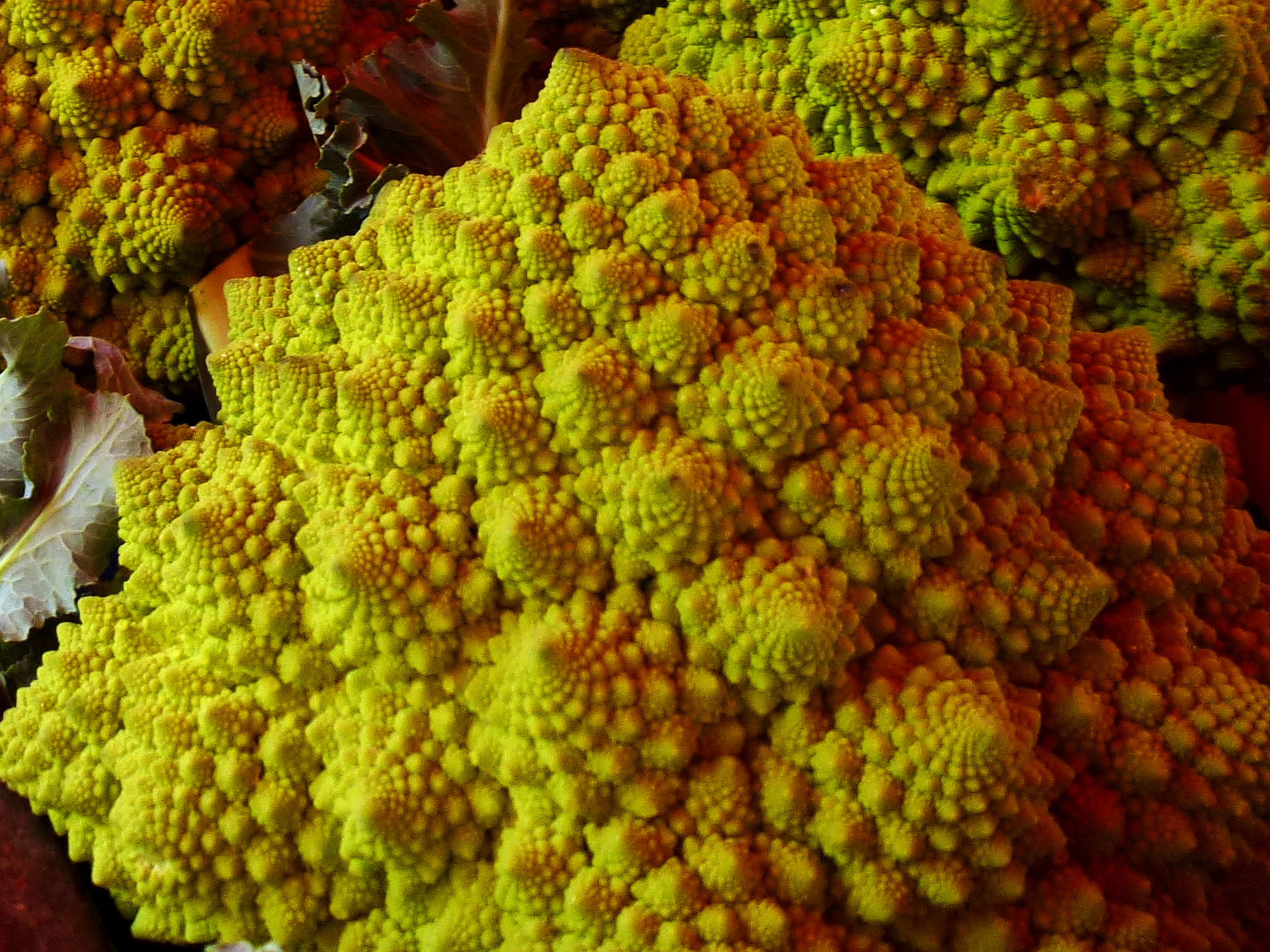 Leica V-Lux 30 / Panasonic Lumix DMC-TZ22 sample photo. The fractal broccoli from outer space photography