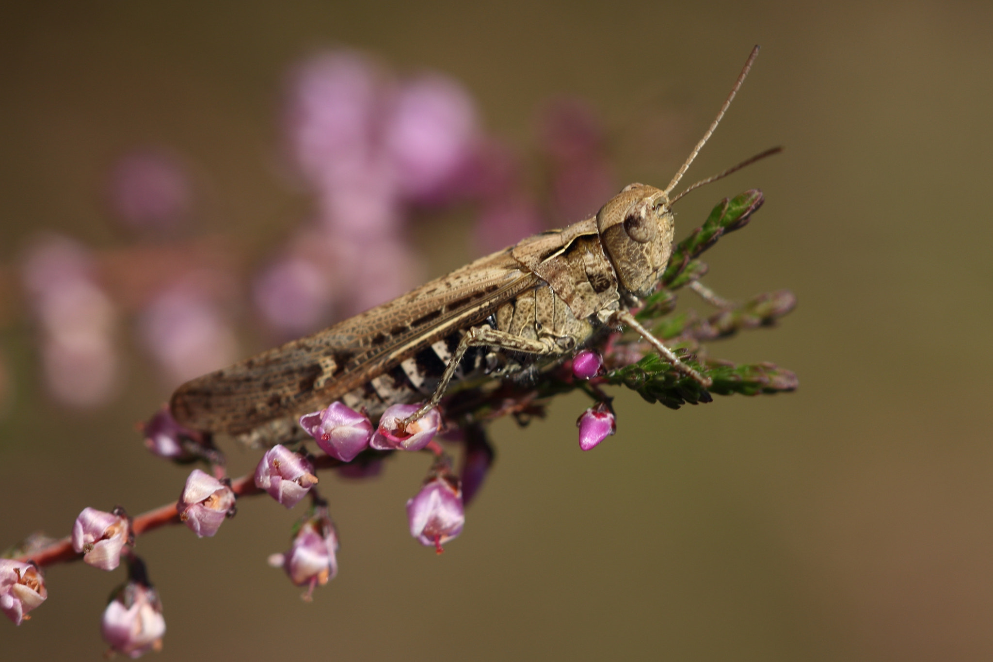 Sigma APO Macro 150mm f/2.8 EX DG HSM sample photo. Heuschrecke photography