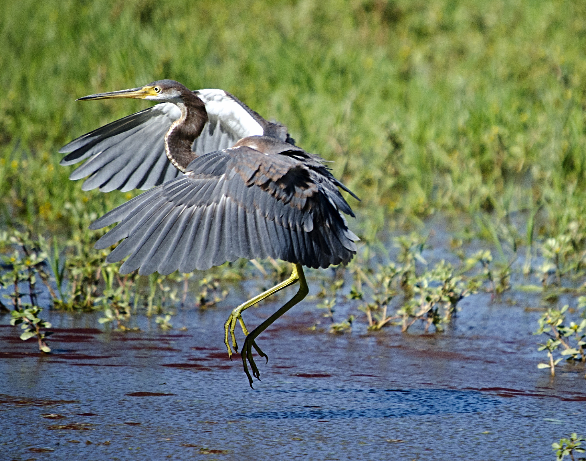 Nikon D7000 + Sigma 50-500mm F4-6.3 EX APO RF HSM sample photo. Tricolor heron photography