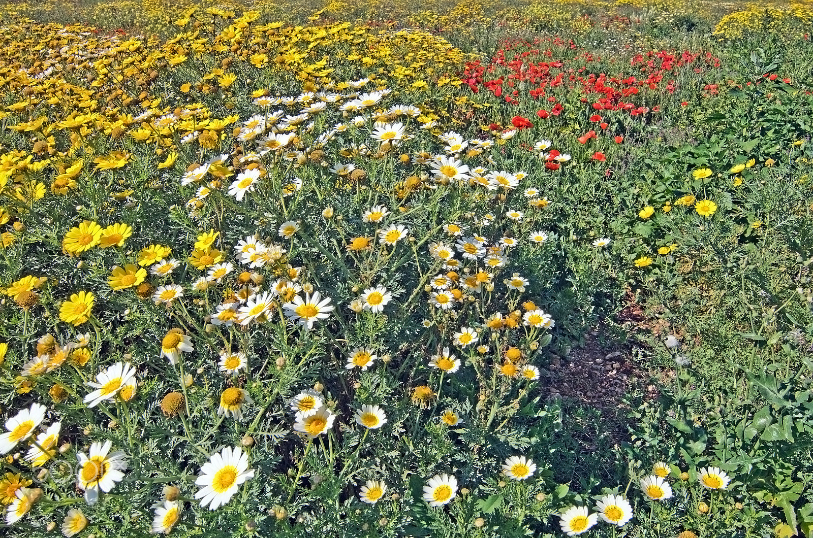 Nikon D7100 + Nikon PC-E Nikkor 24mm F3.5D ED Tilt-Shift sample photo. Yellow wildflower landscape photography