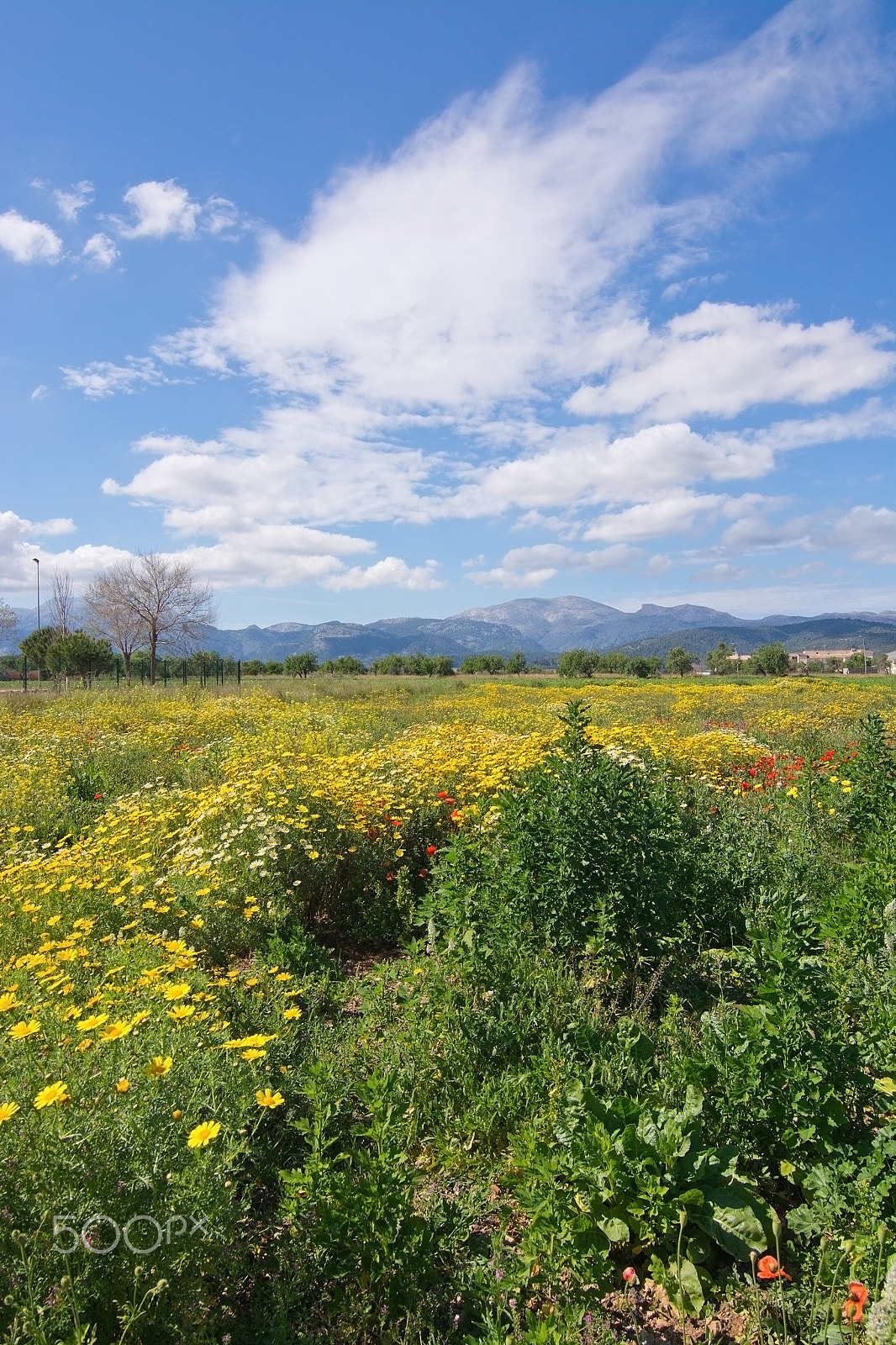 Nikon D7100 sample photo. Mallorca blossoming spring landscape photography