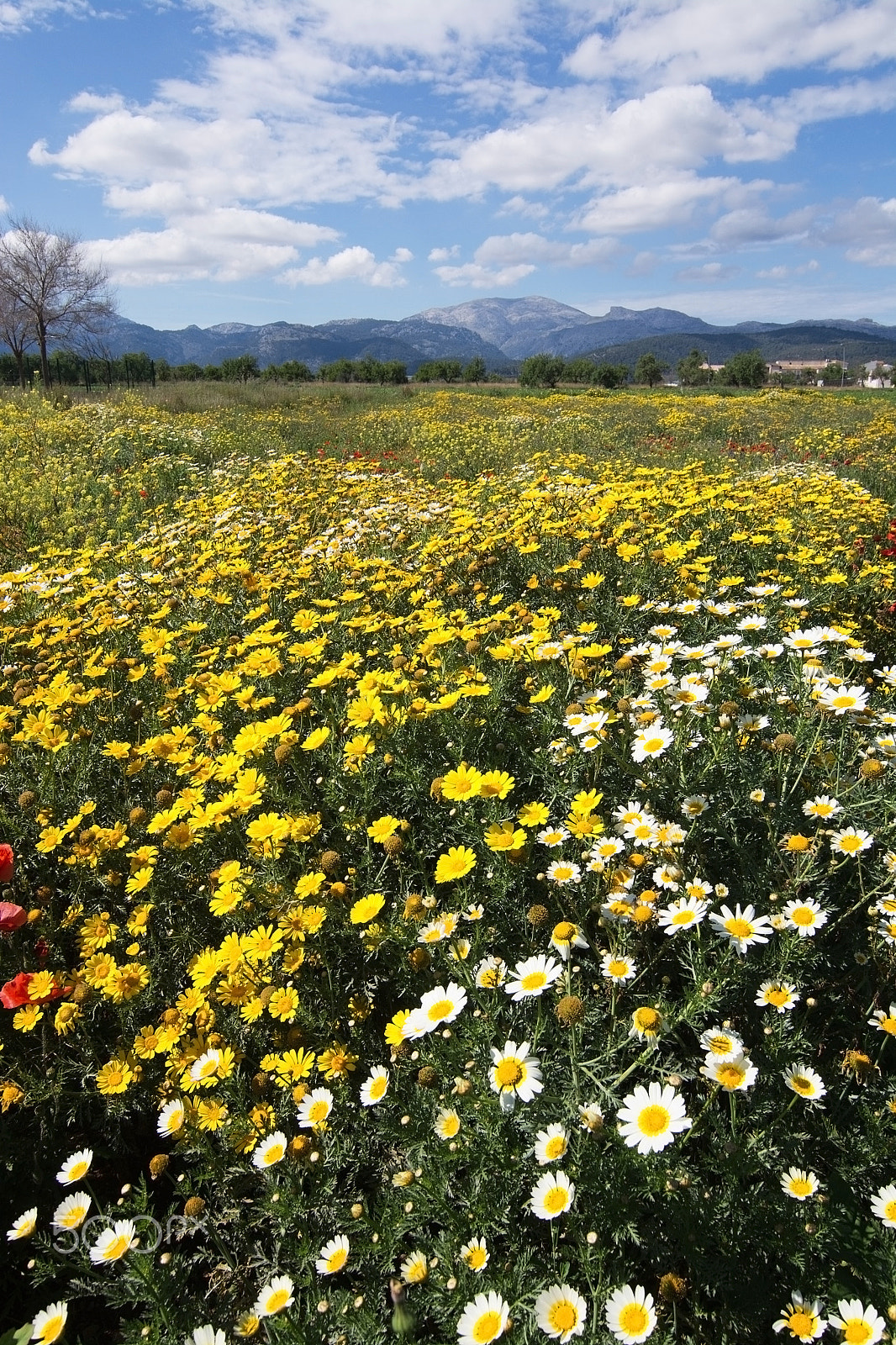 Nikon D7100 + Nikon AF Nikkor 20mm F2.8D sample photo. Mallorca blossoming spring landscape photography