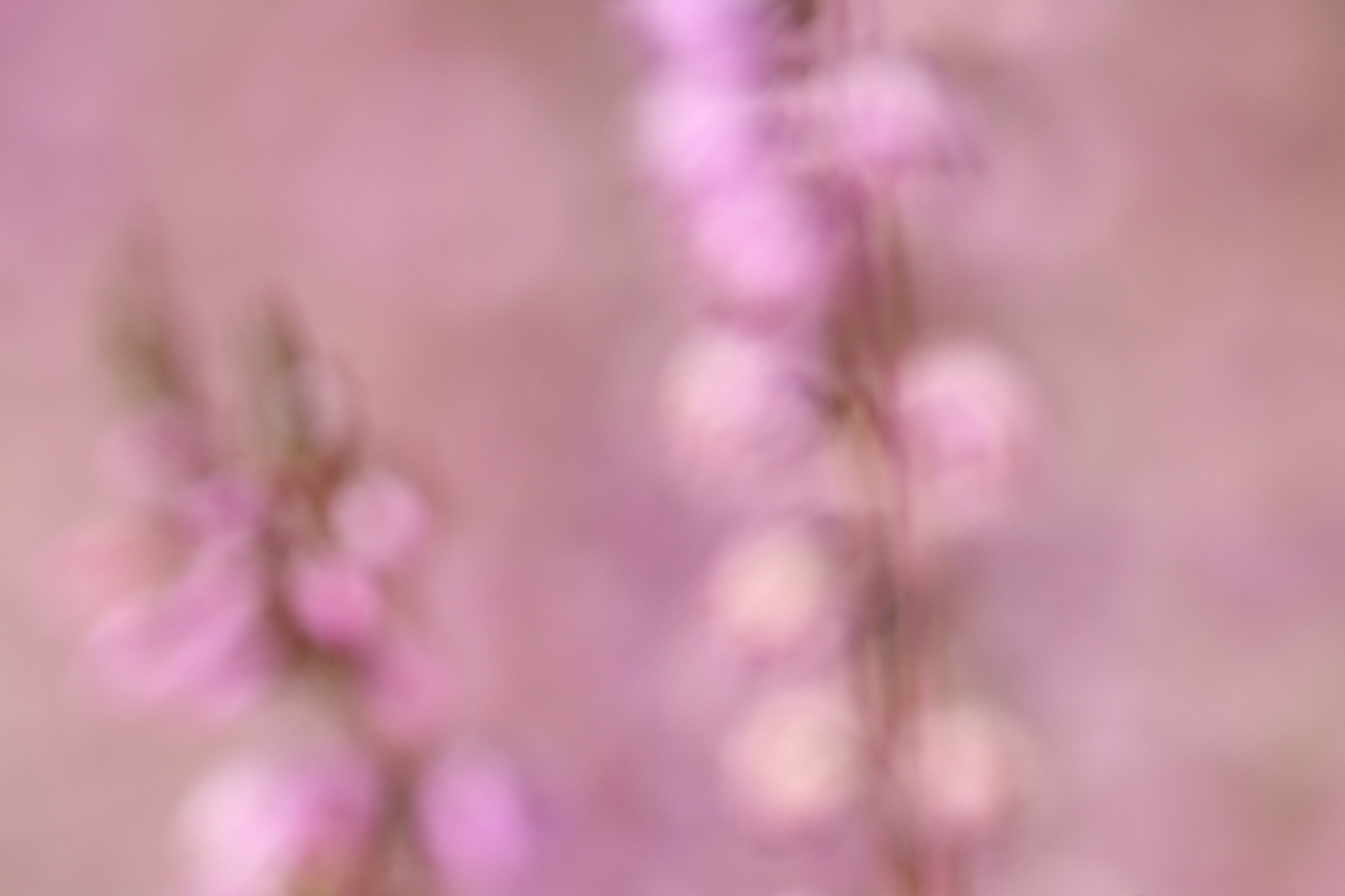Sigma APO Macro 150mm f/2.8 EX DG HSM sample photo. Rosa photography