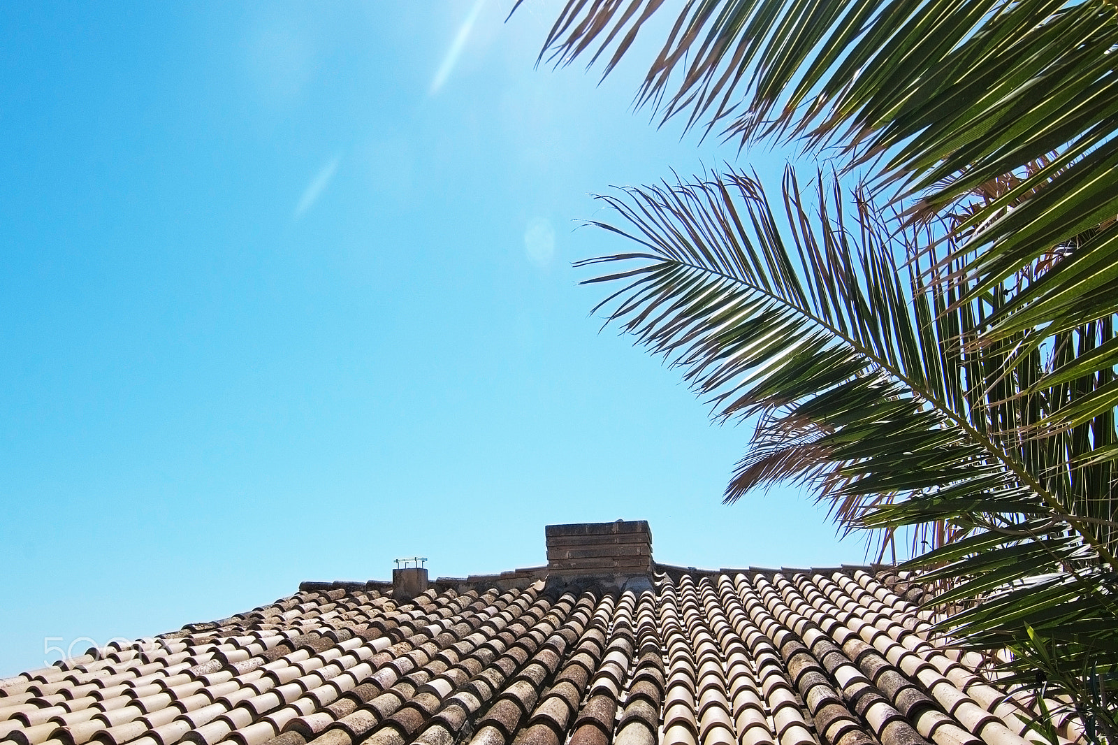 AF Nikkor 24mm f/2.8 sample photo. Tiled roof and palm tree photography