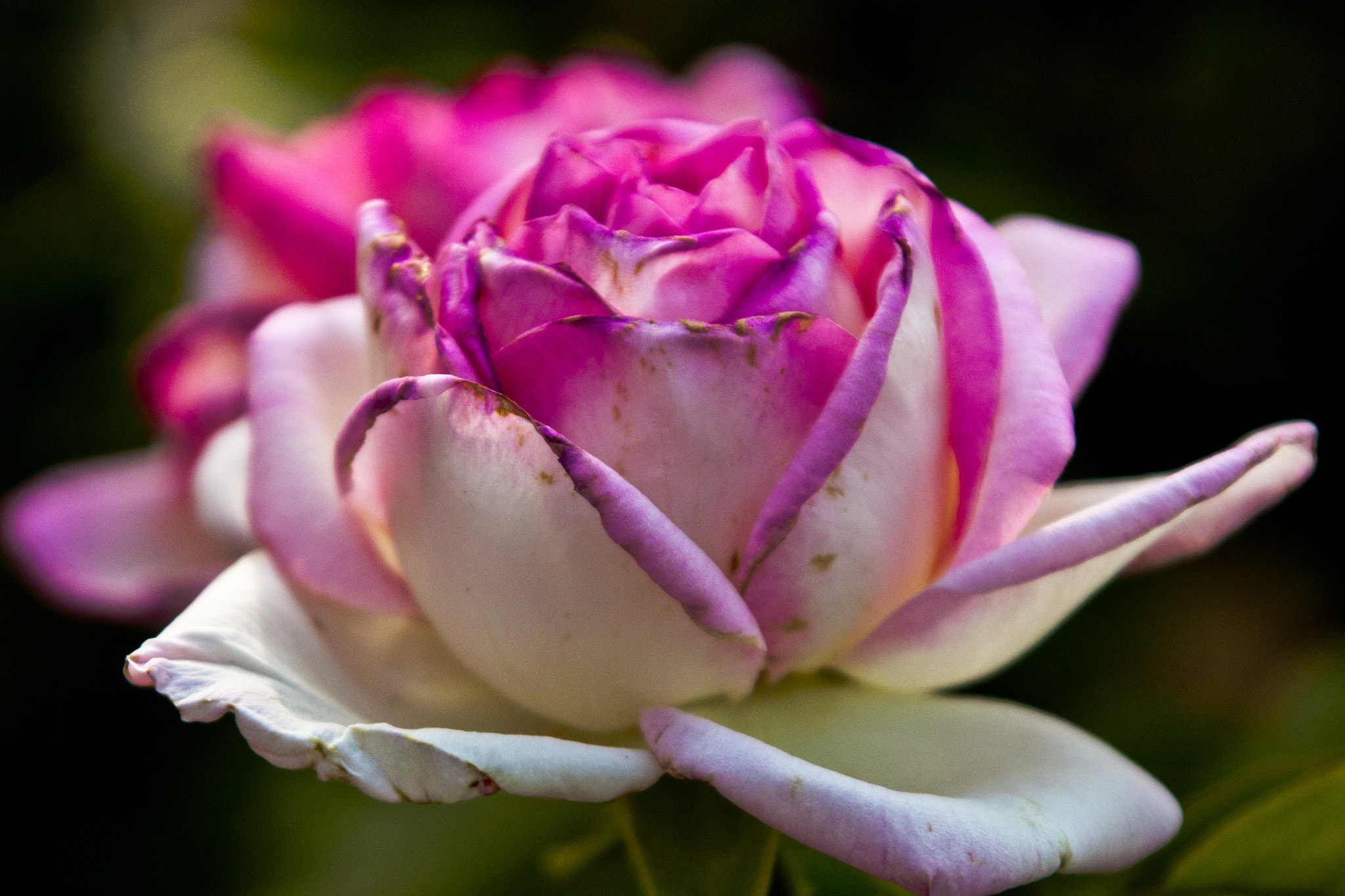 Canon EOS 500D (EOS Rebel T1i / EOS Kiss X3) sample photo. Love roses photography