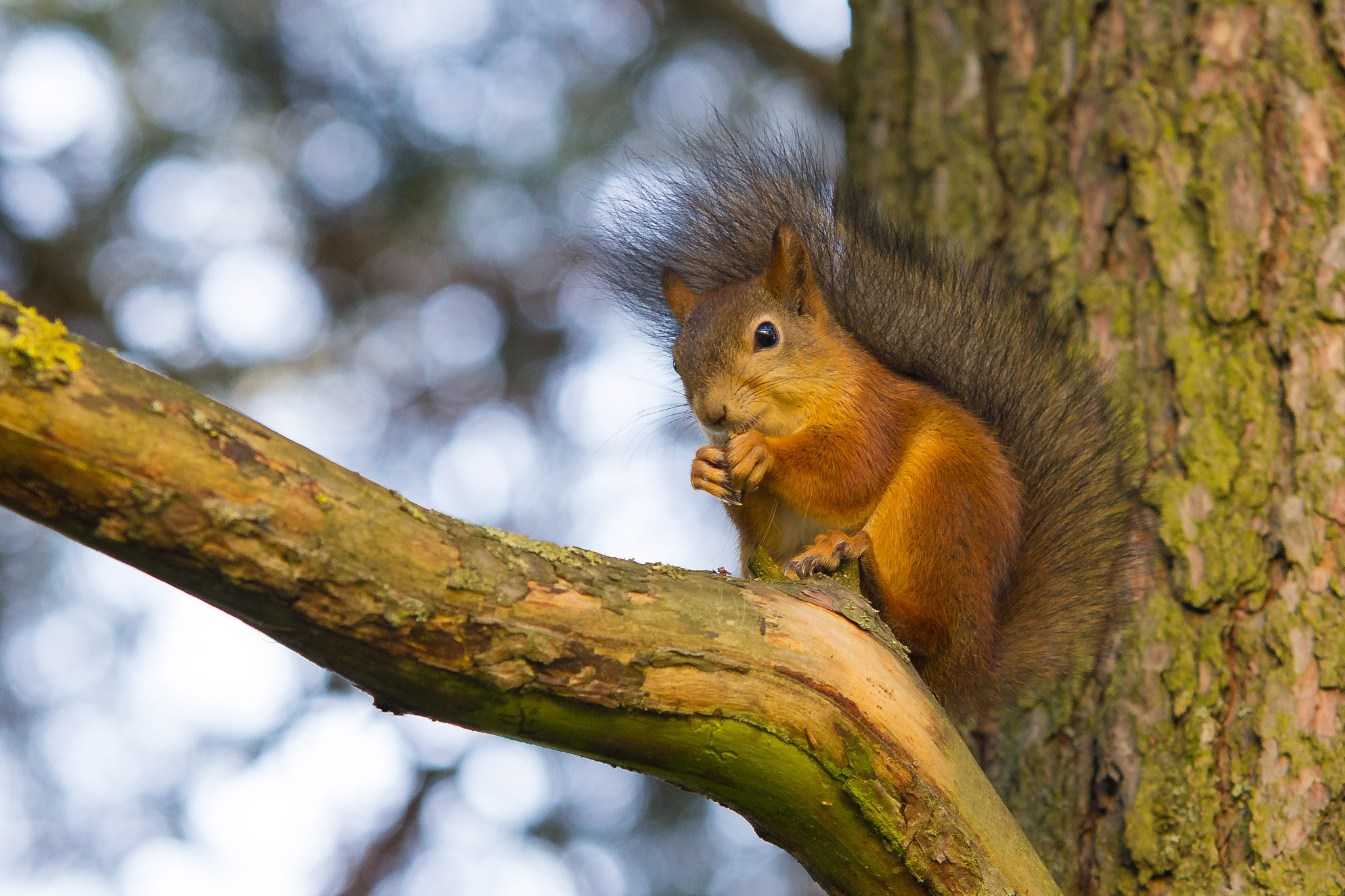 Sigma 70-200mm F2.8 EX DG OS HSM sample photo. Bon appetit :) photography