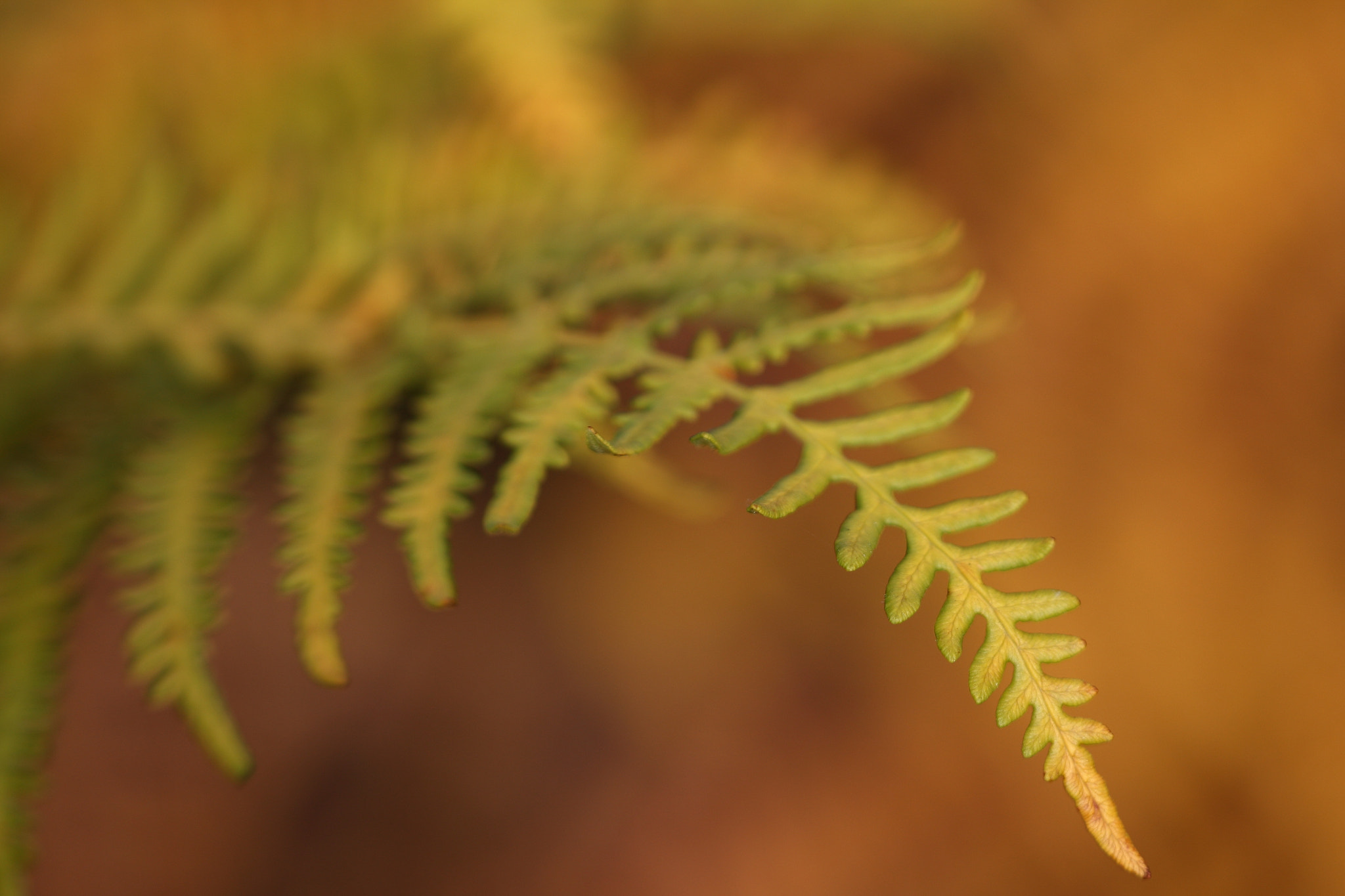 Sigma APO Macro 150mm f/2.8 EX DG HSM sample photo. Geknickt photography