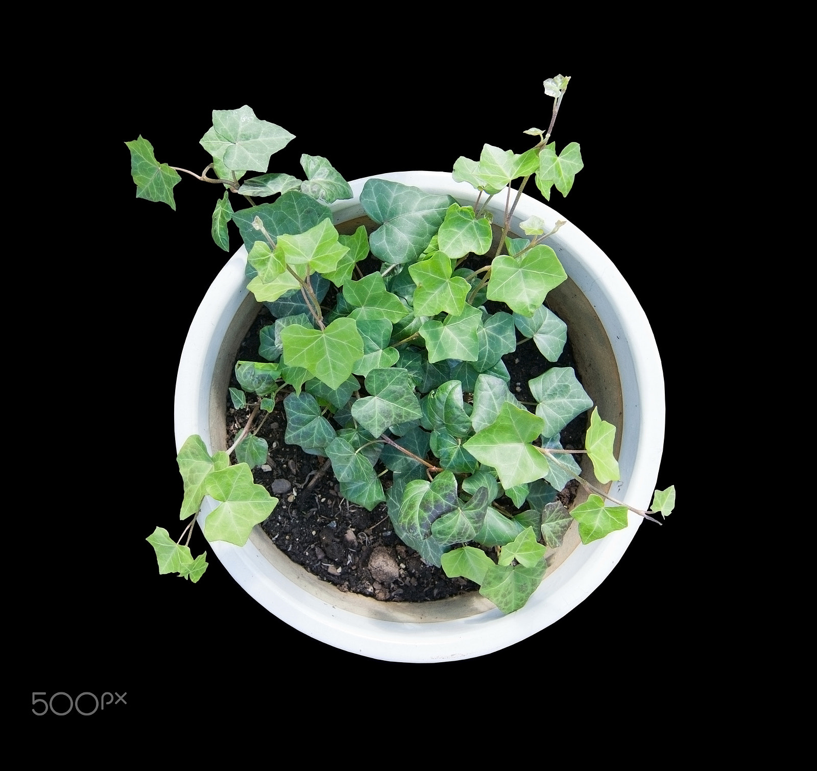 Nikon D7100 sample photo. Green vine in white pot aerial view photography