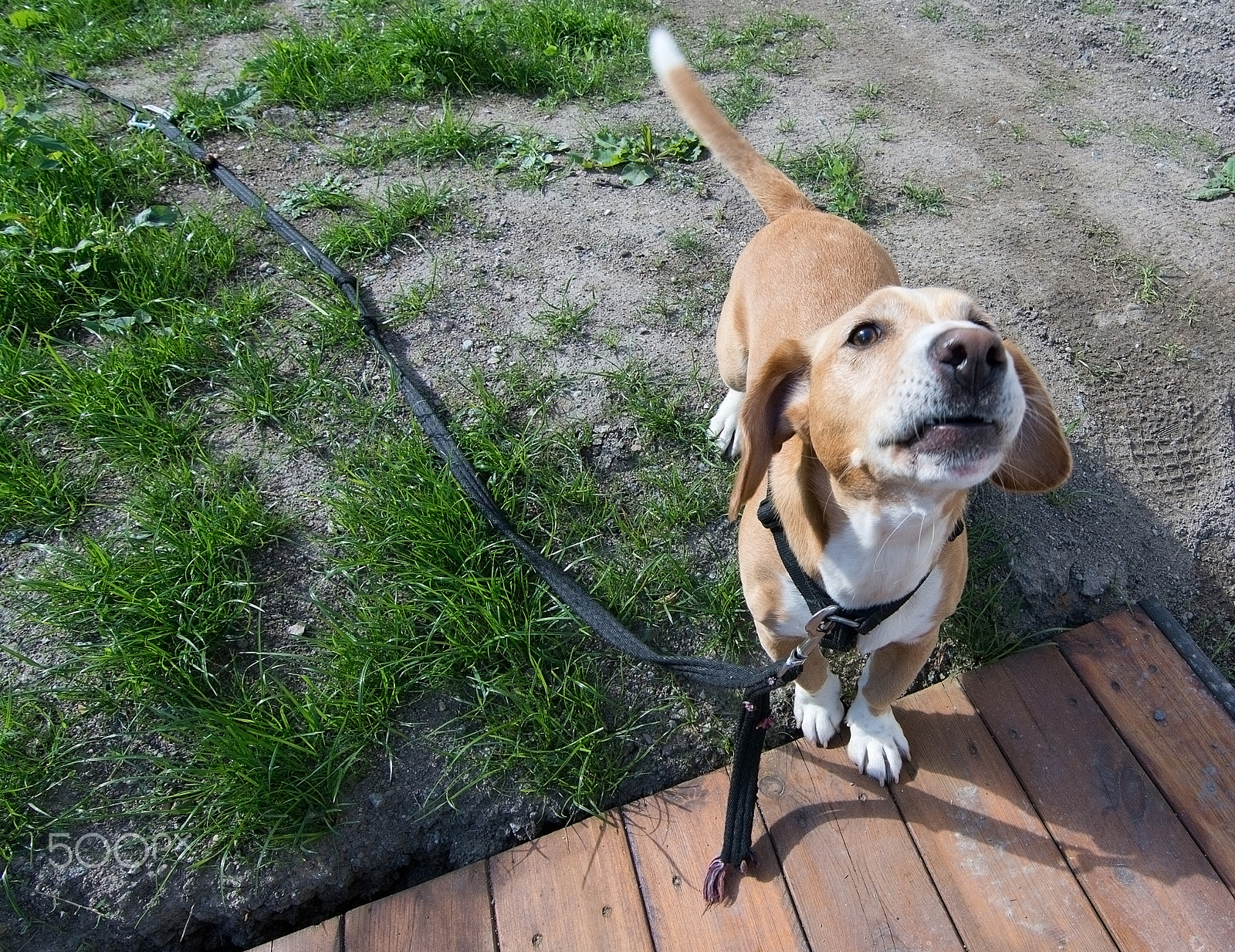 Nikon D7100 sample photo. Small cute dog drever type photography