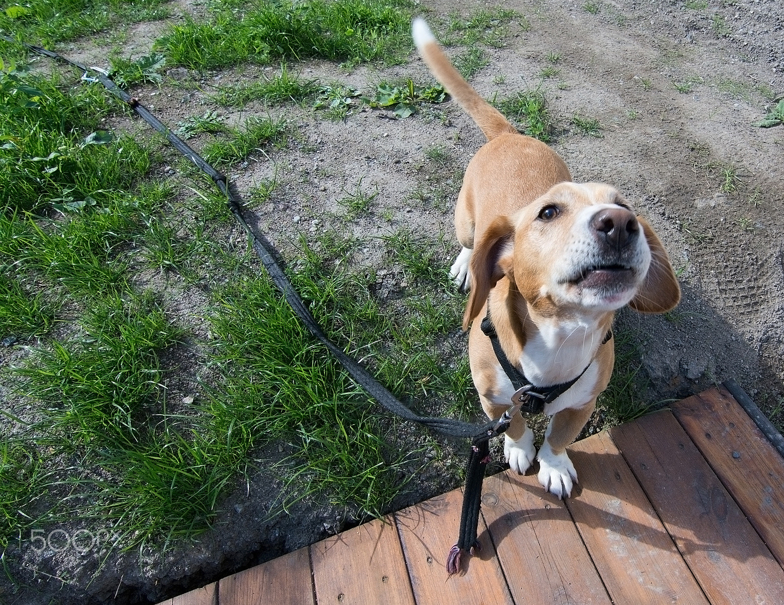 Nikon D7100 + Nikon AF Nikkor 28mm F2.8D sample photo. Small cute dog drever type photography