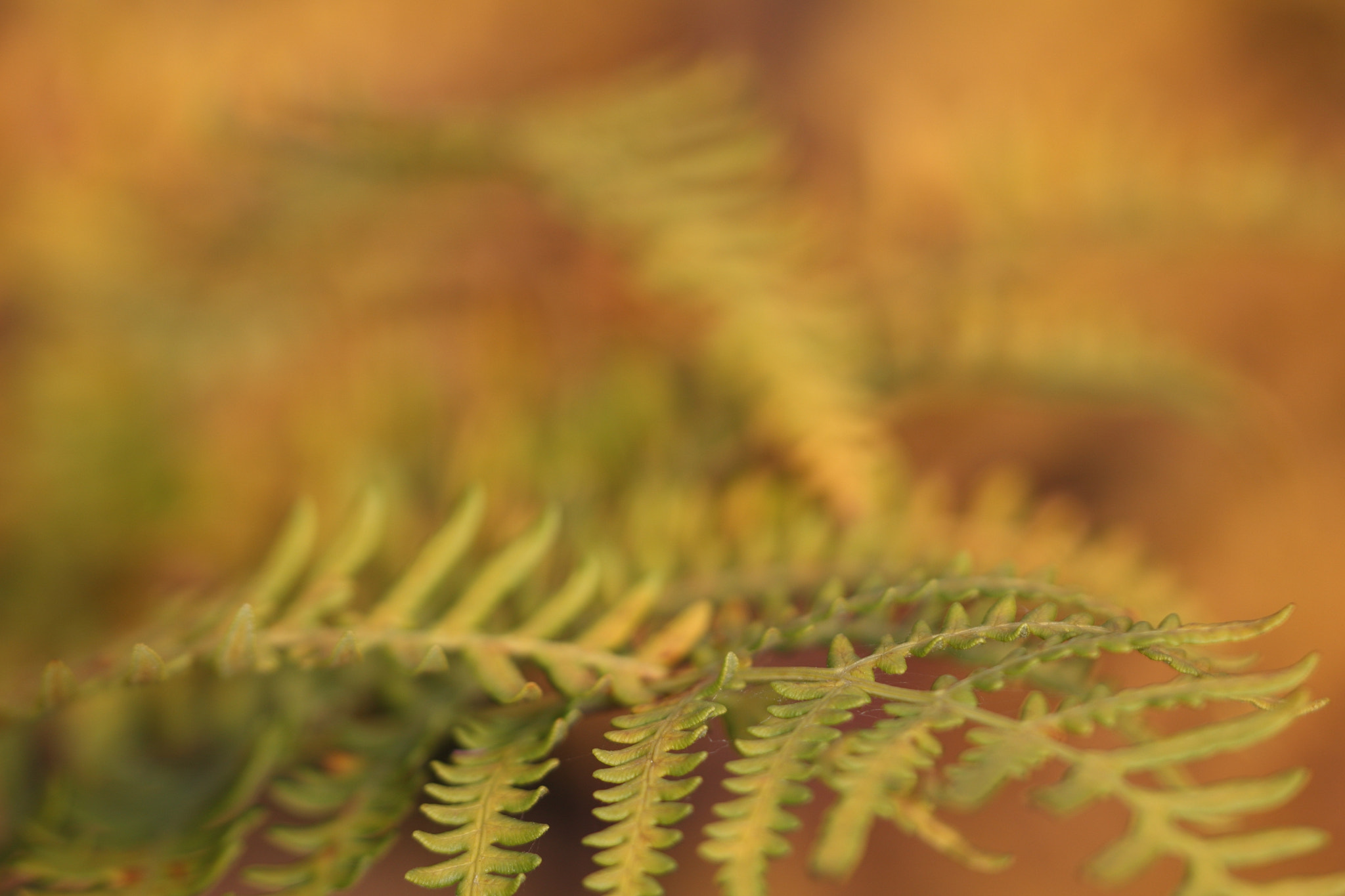 Sigma APO Macro 150mm f/2.8 EX DG HSM sample photo. Farn photography