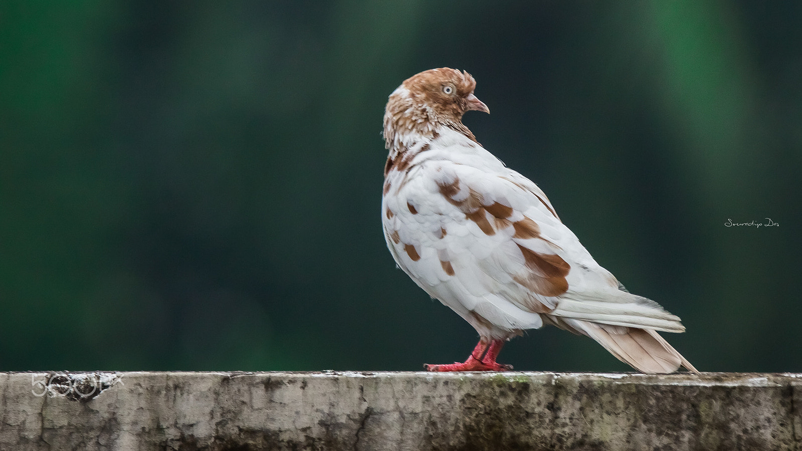 Tamron SP 150-600mm F5-6.3 Di VC USD sample photo. 180 degree photography