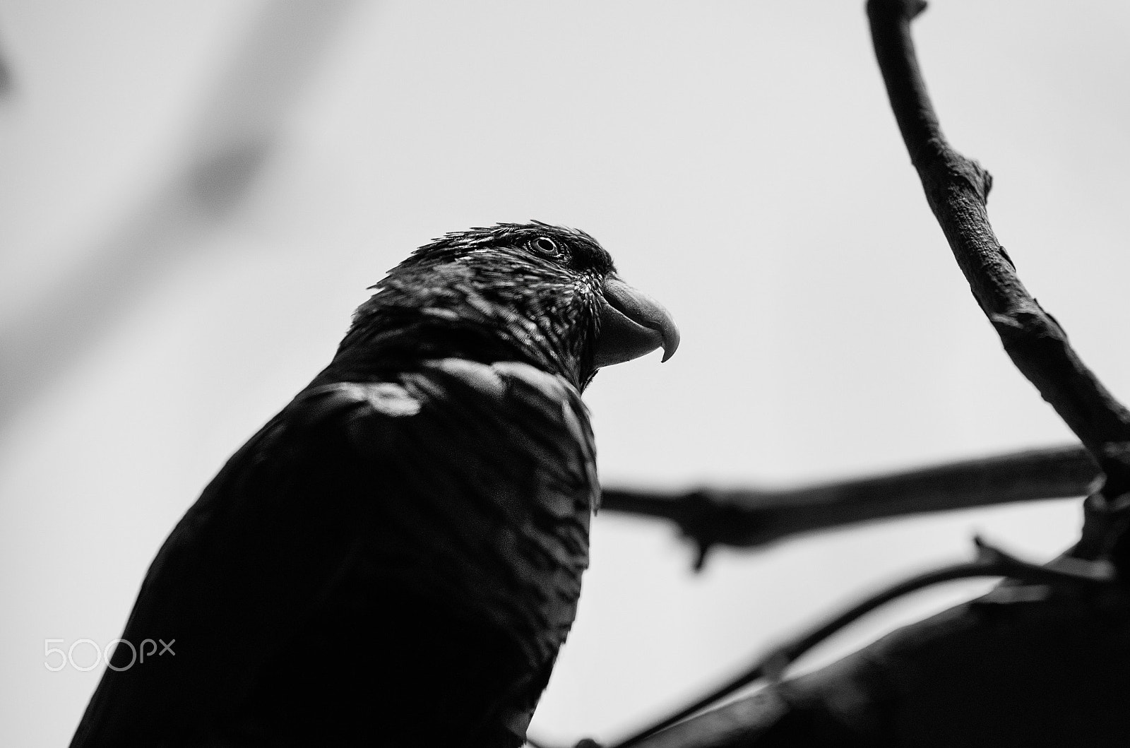 Nikon AF-S Nikkor 70-200mm F2.8G ED VR II sample photo. Bird photography