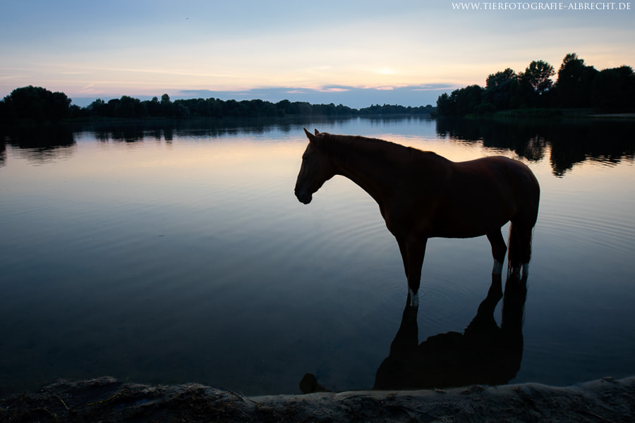 Canon EOS-1D Mark III sample photo. Sunset photography