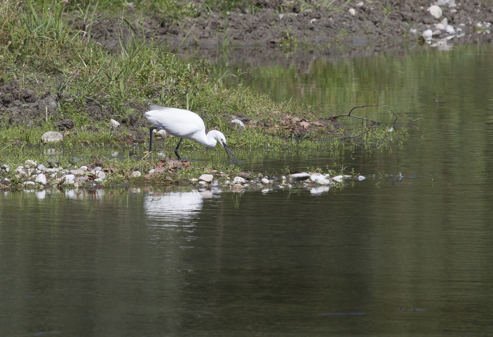 Canon EF 100-400mm F4.5-5.6L IS USM sample photo. Garzetta in predazione photography