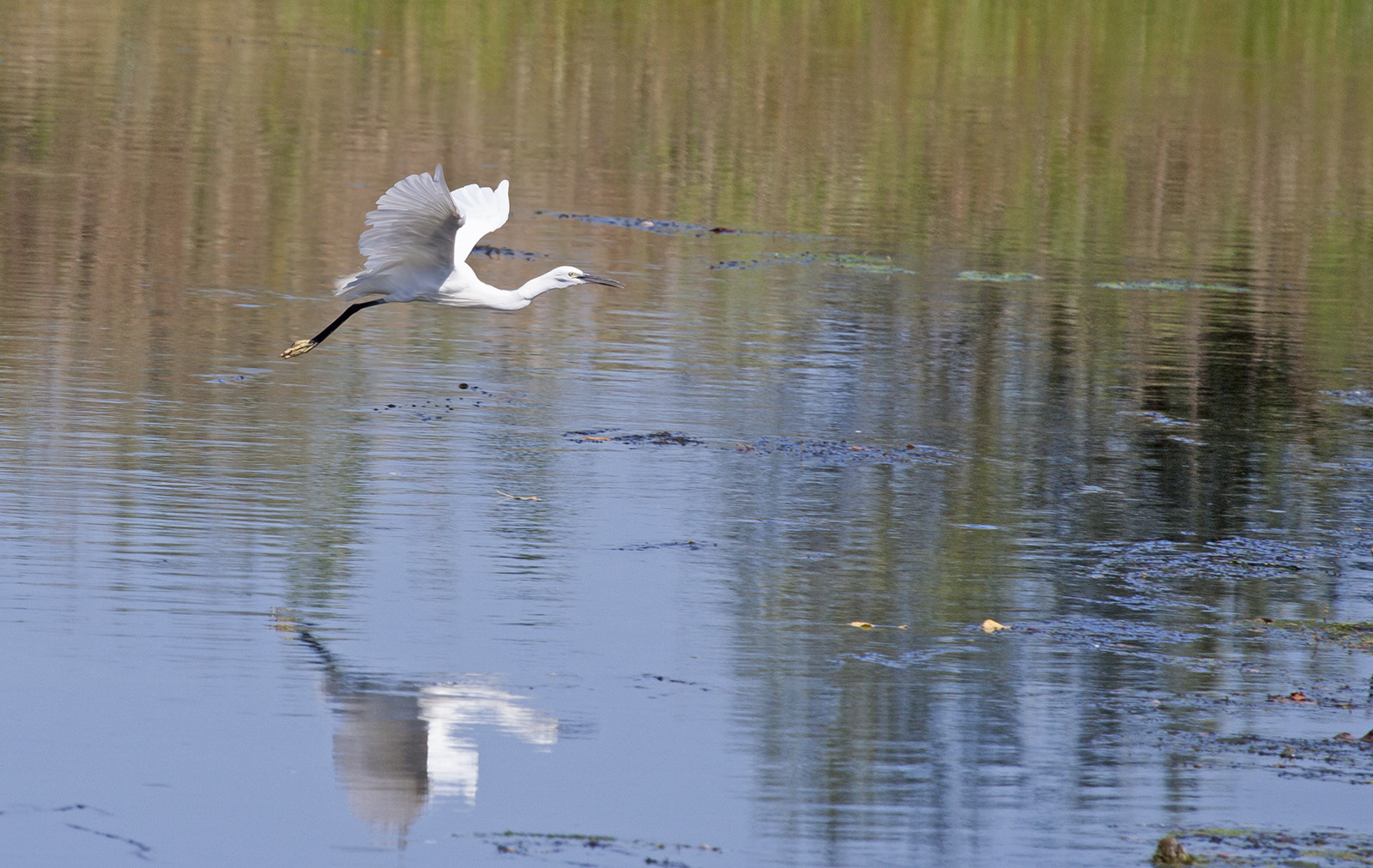 Canon EF 100-400mm F4.5-5.6L IS USM sample photo. Garzetta in volo 2 photography