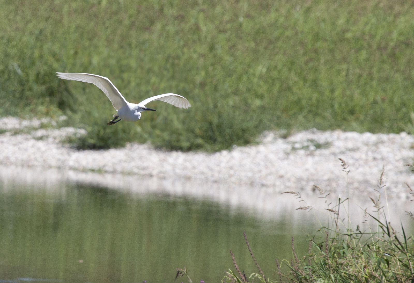Canon EF 100-400mm F4.5-5.6L IS USM sample photo. Garzetta in volo photography