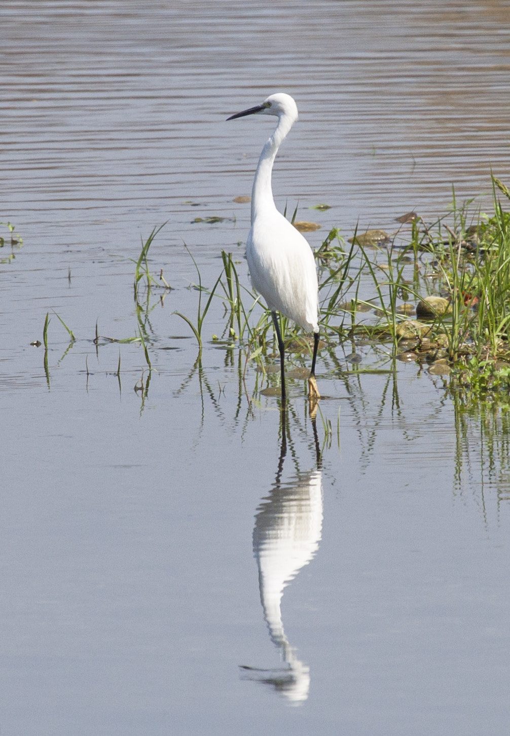 Canon EF 100-400mm F4.5-5.6L IS USM sample photo. Garzetta riflessa photography