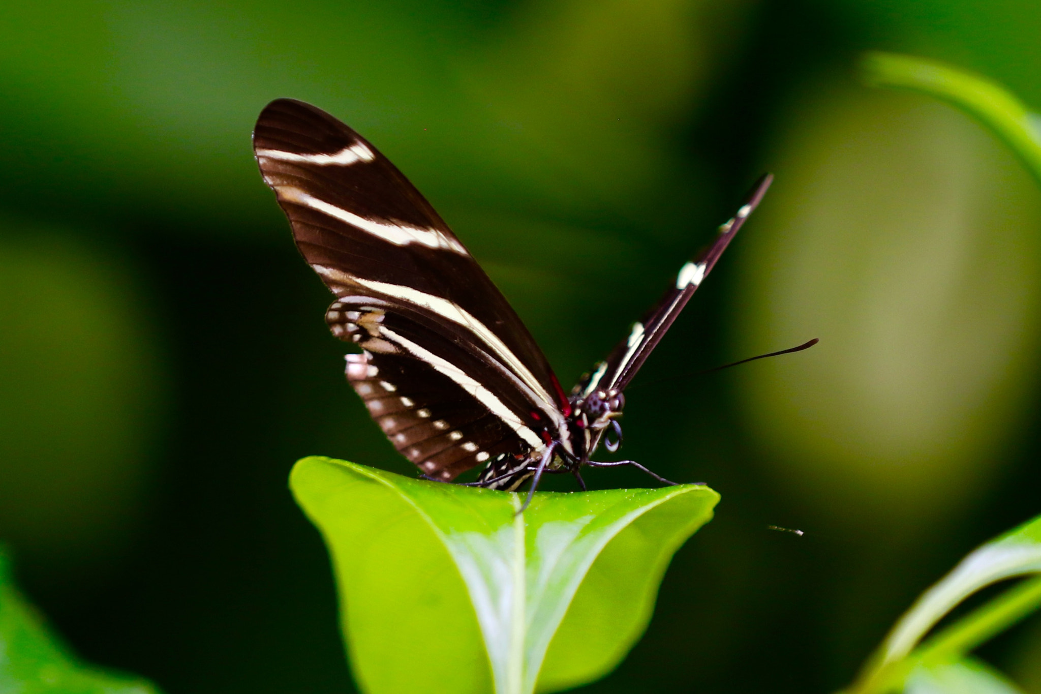 Canon EF 70-200mm F2.8L IS II USM sample photo