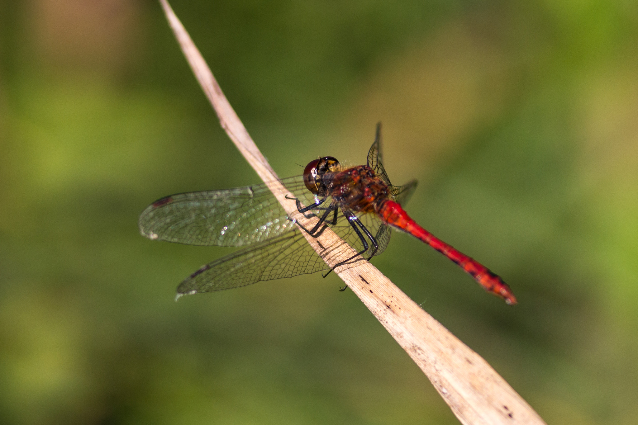 Canon EOS 650D (EOS Rebel T4i / EOS Kiss X6i) sample photo. Dragonfly photography